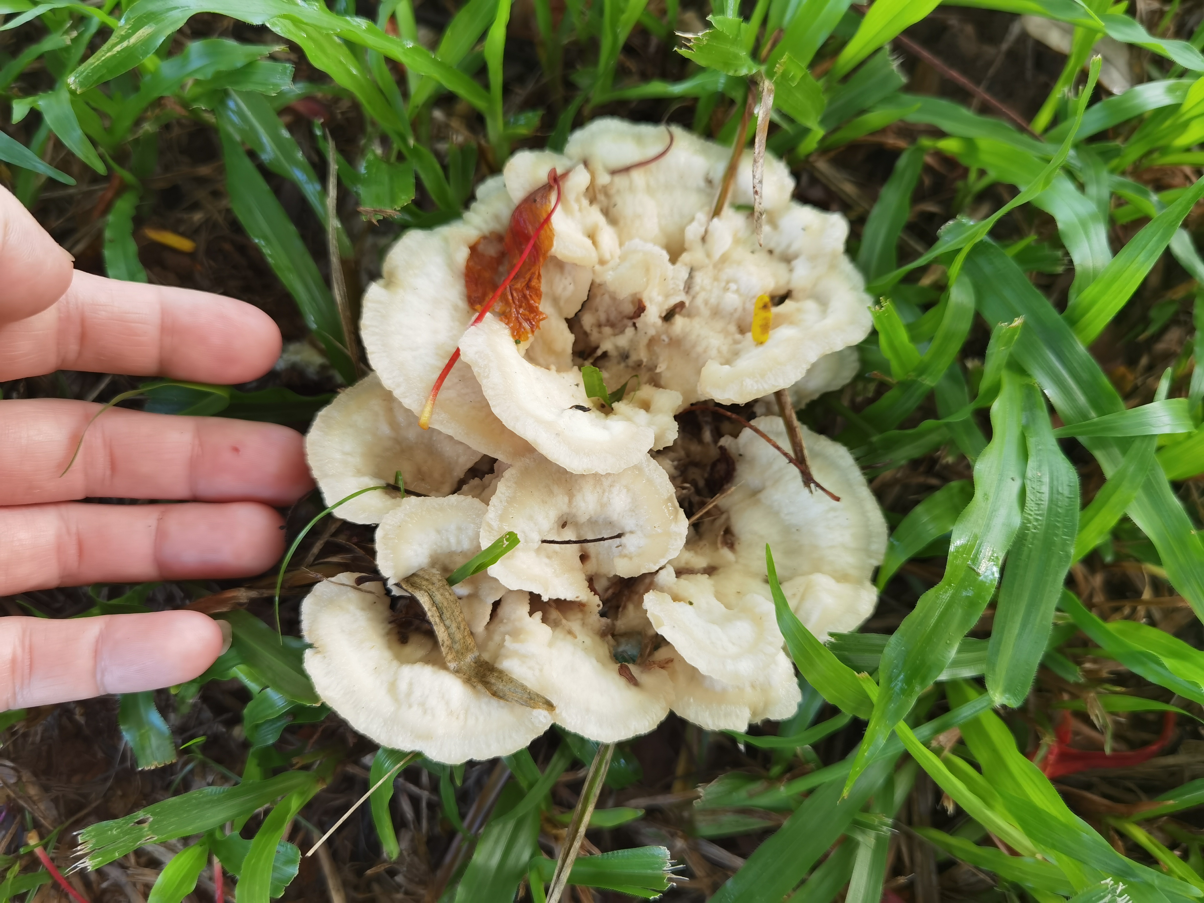 花状肉齿耳-无序列