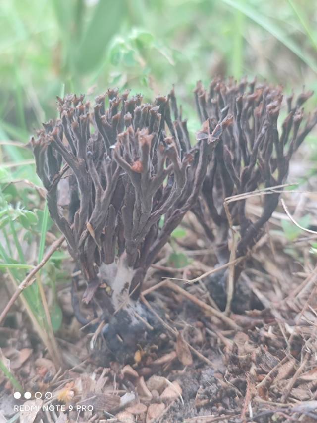 革菌属