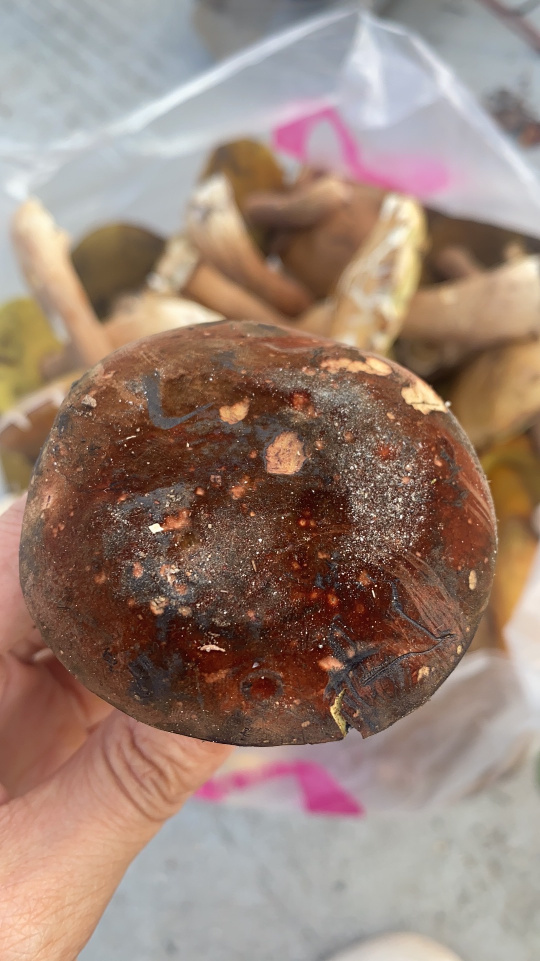 黄孔新牛肝菌