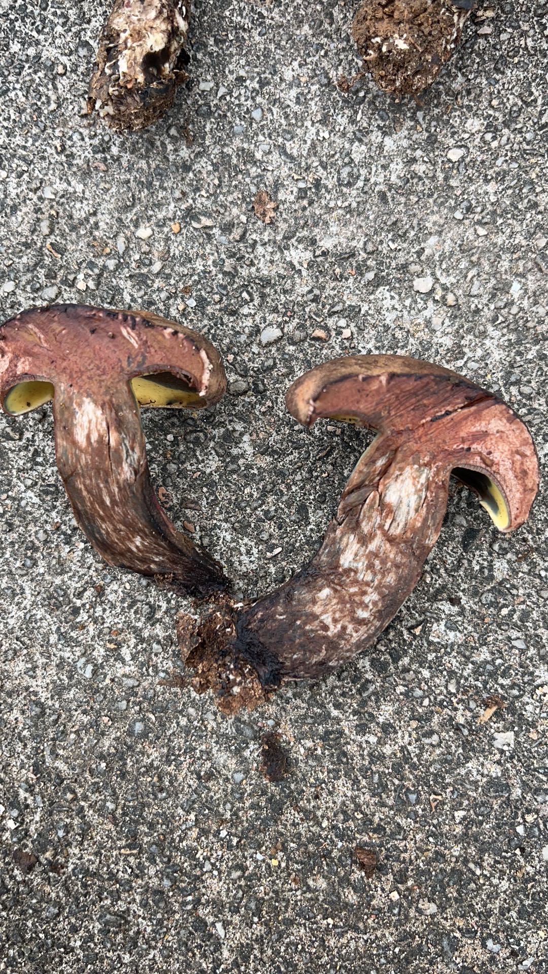 海南黄肉牛肝菌