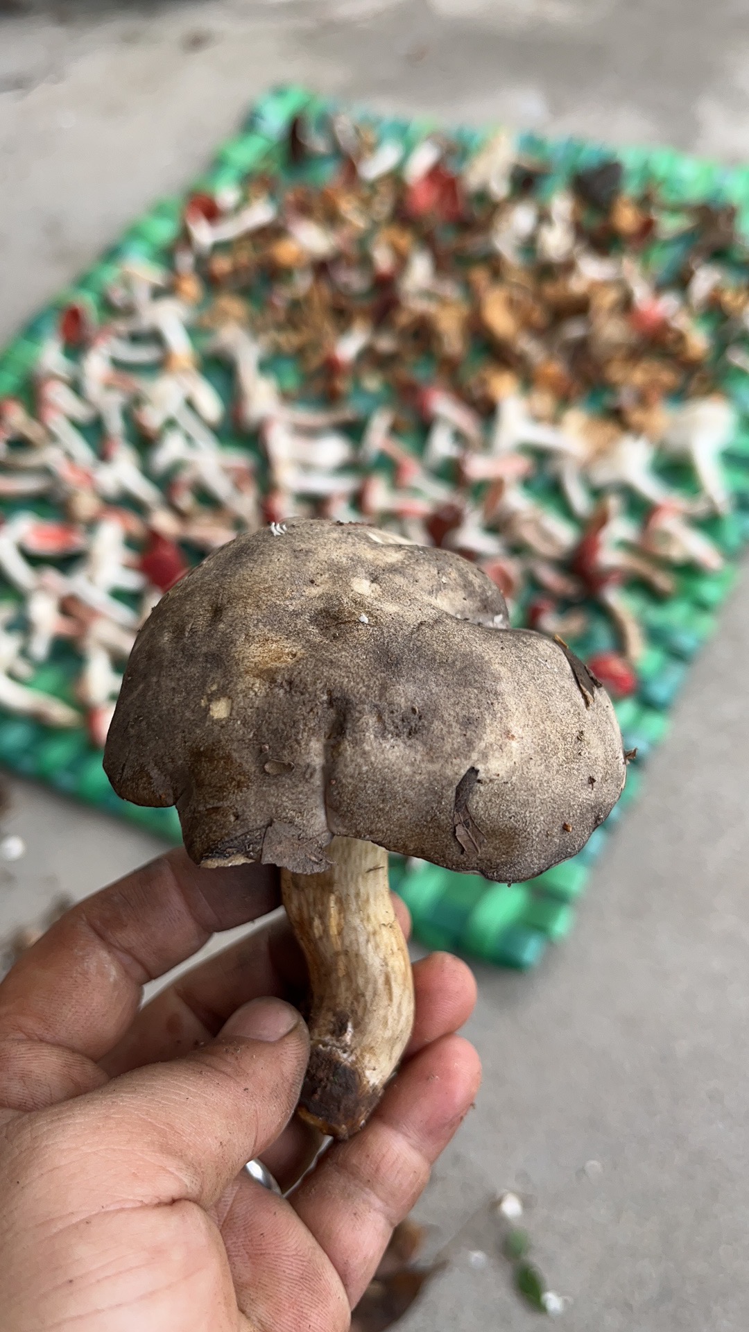 暗褐网柄牛肝菌