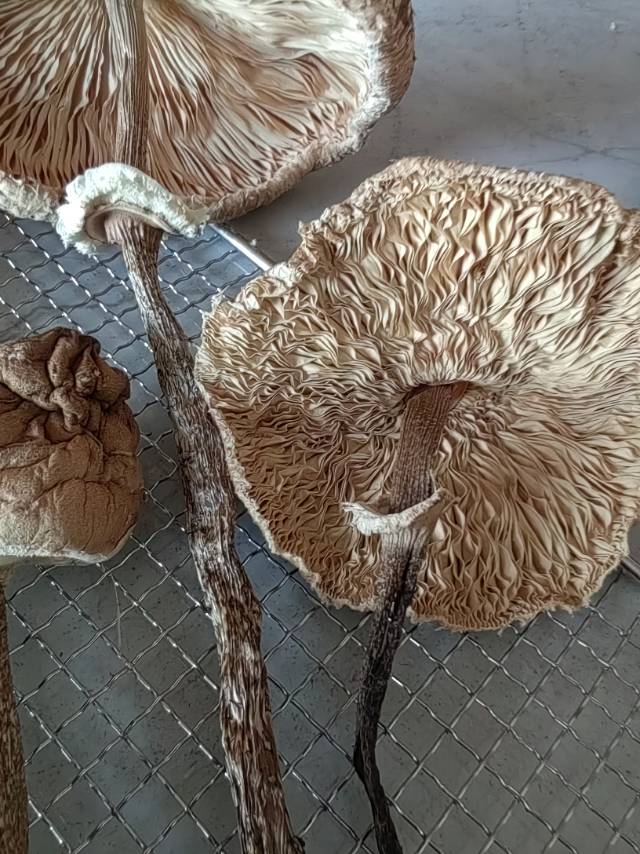 大环柄菇