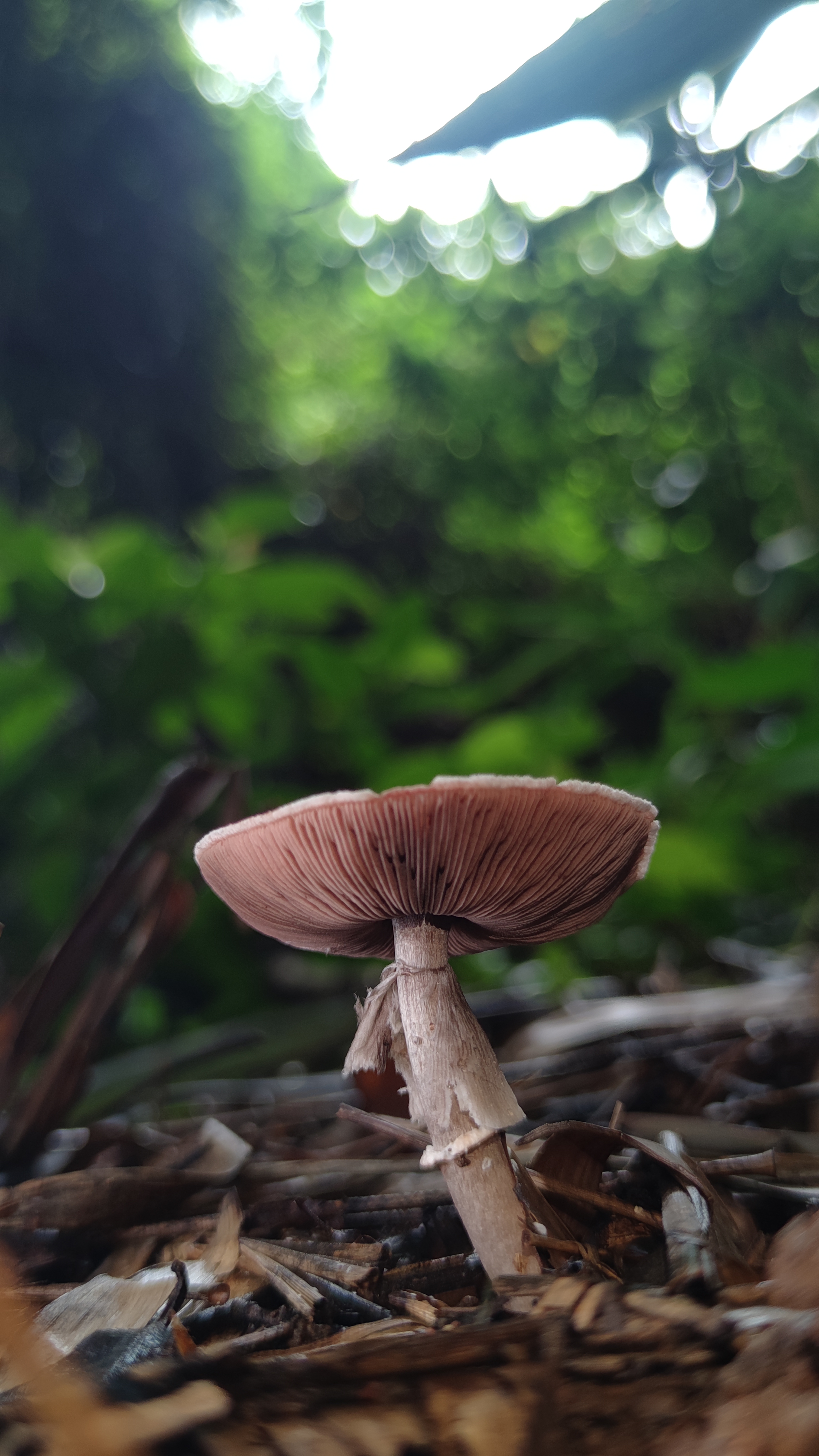 双环蘑菇