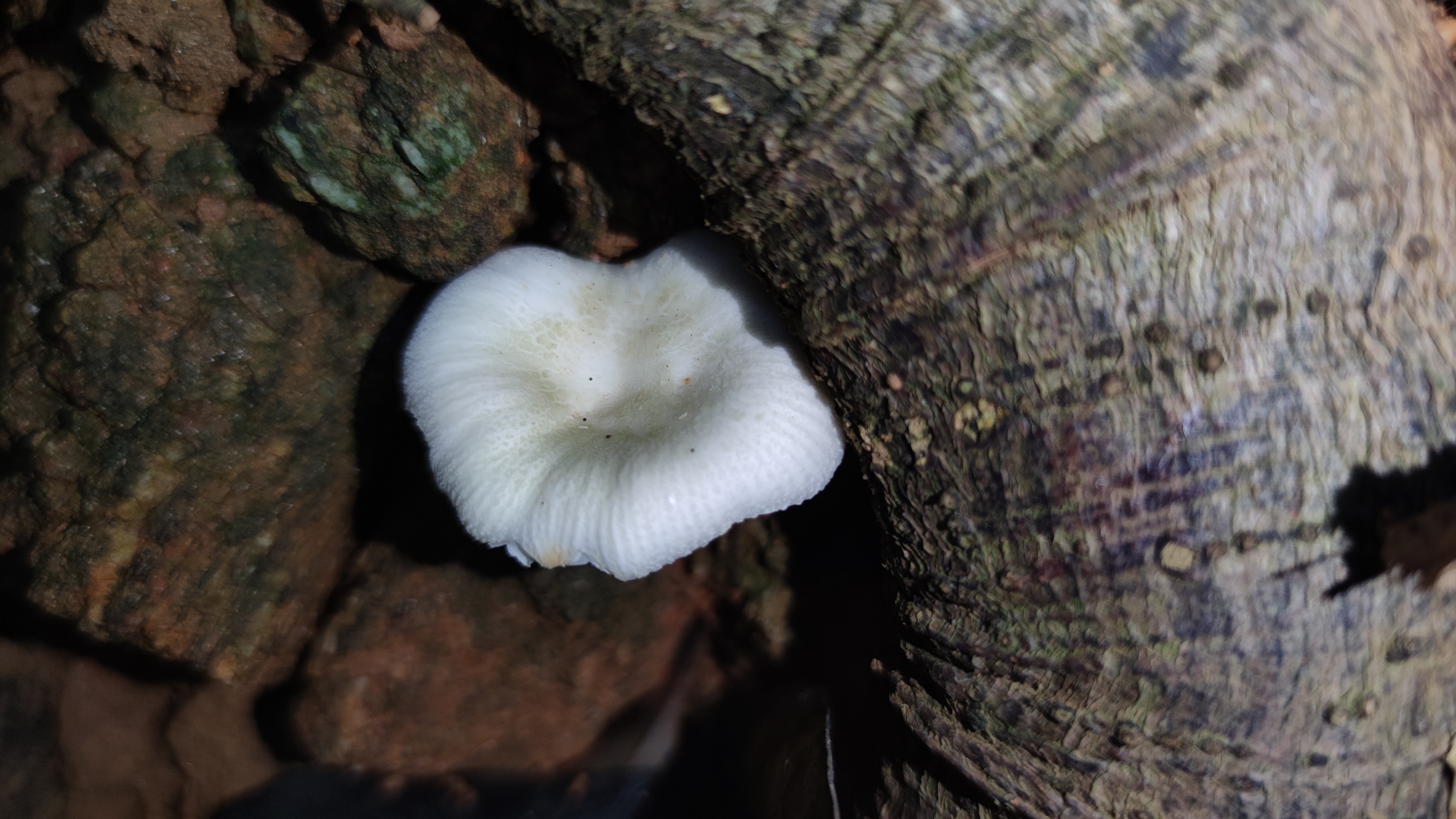 白灰红菇