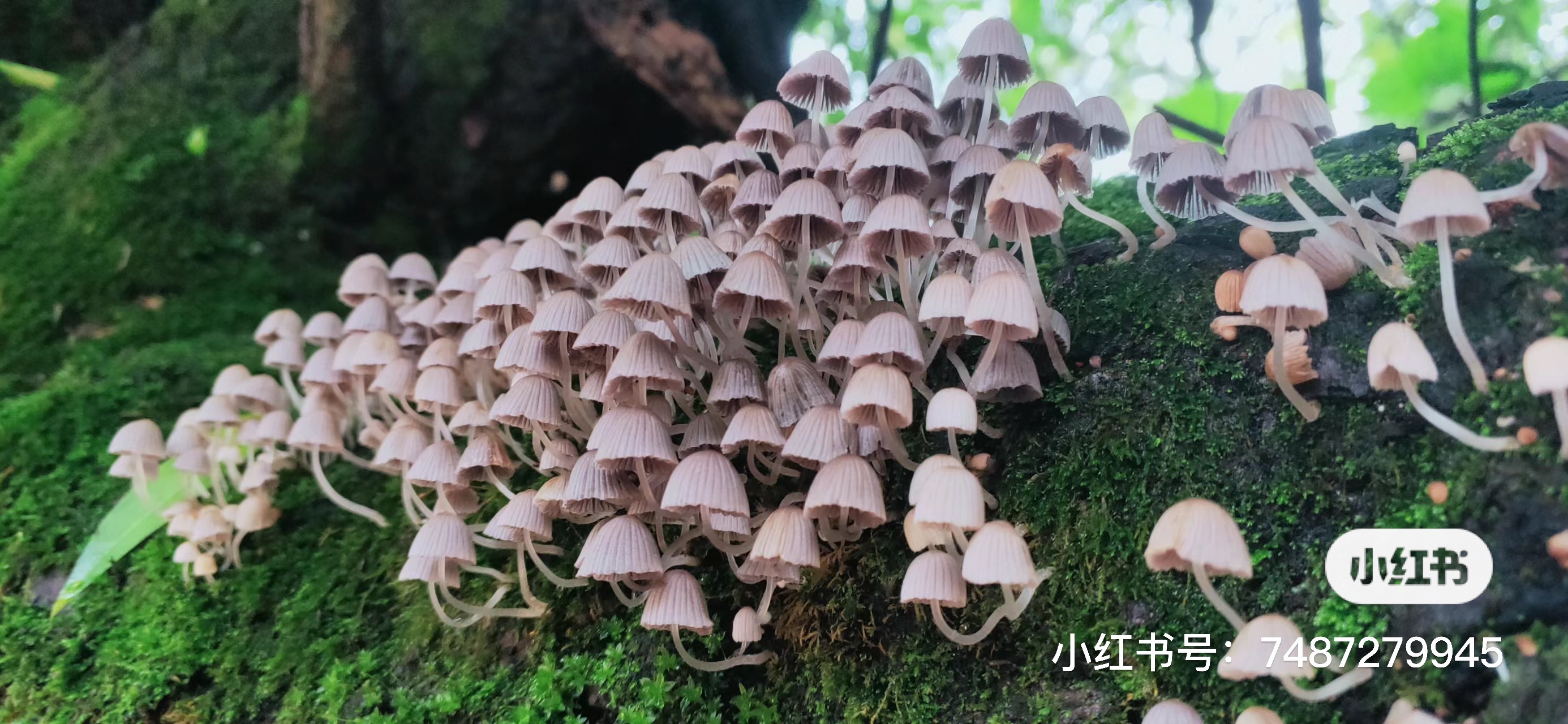 玉兰小鬼伞