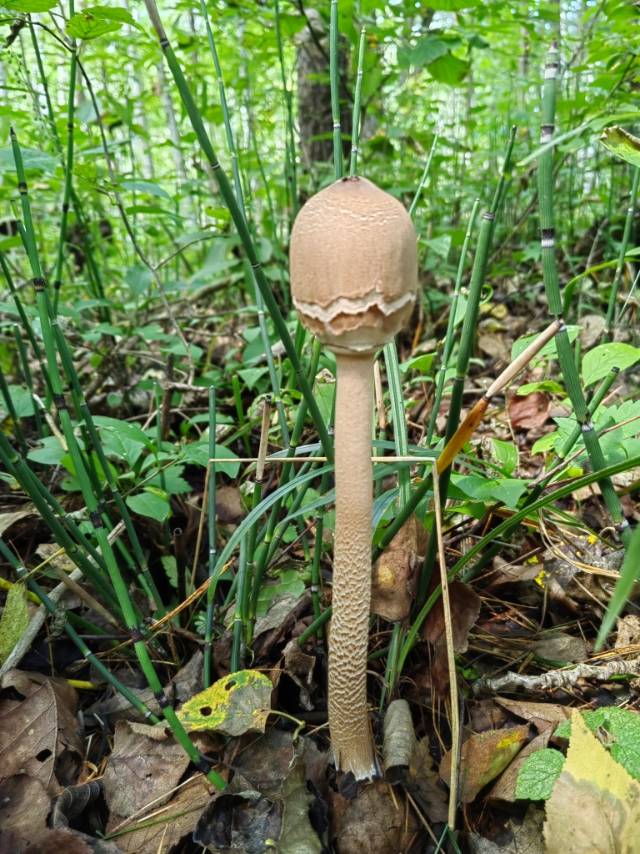 大环柄菇