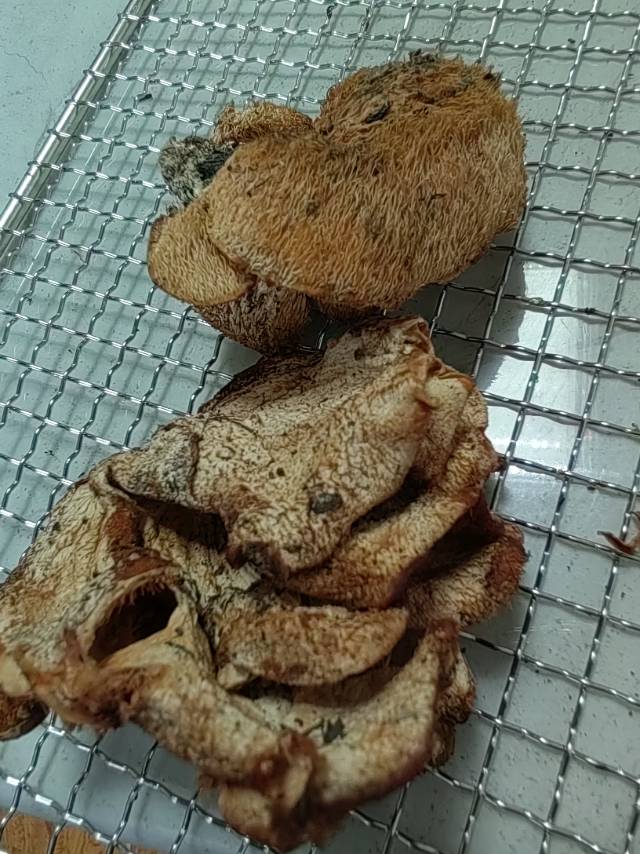 卷须猴头菌