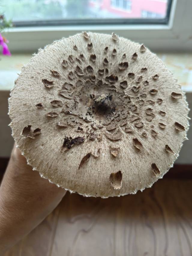 大环柄菇