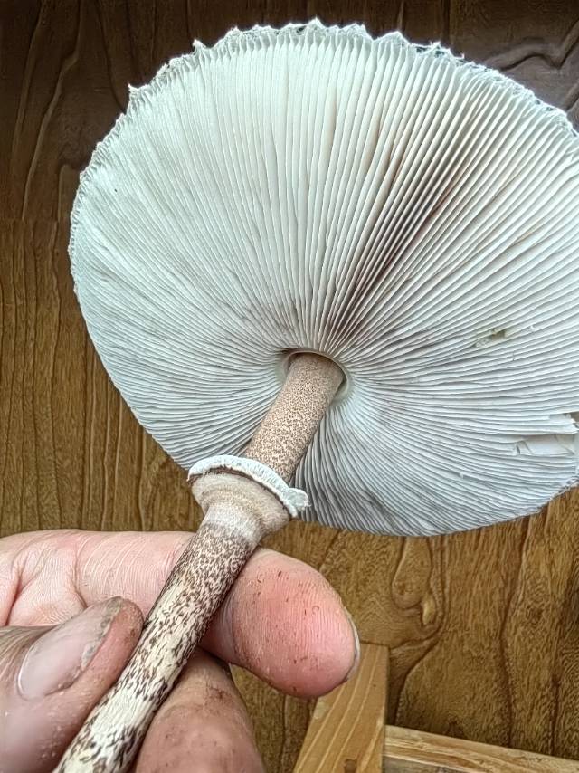 大环柄菇