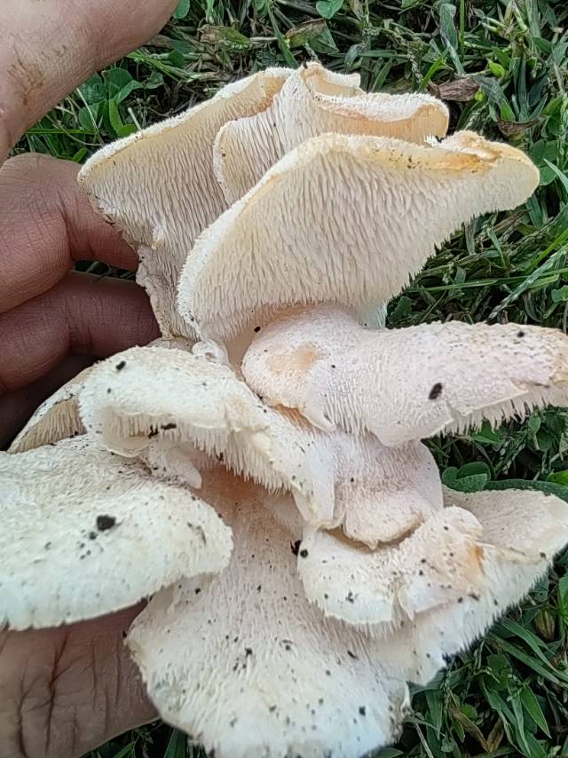 卷须猴头菌