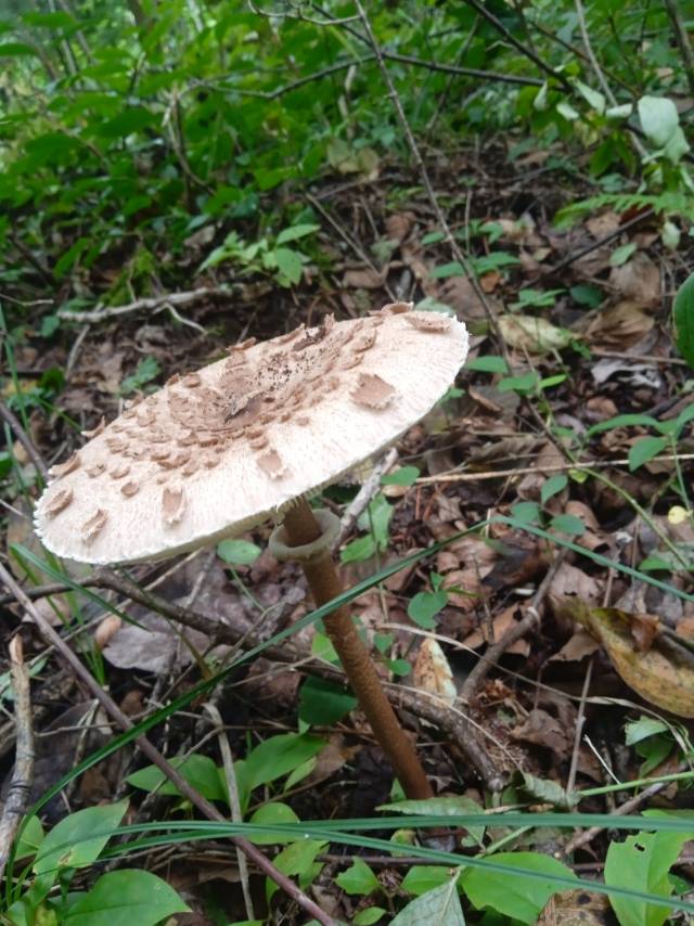 大环柄菇