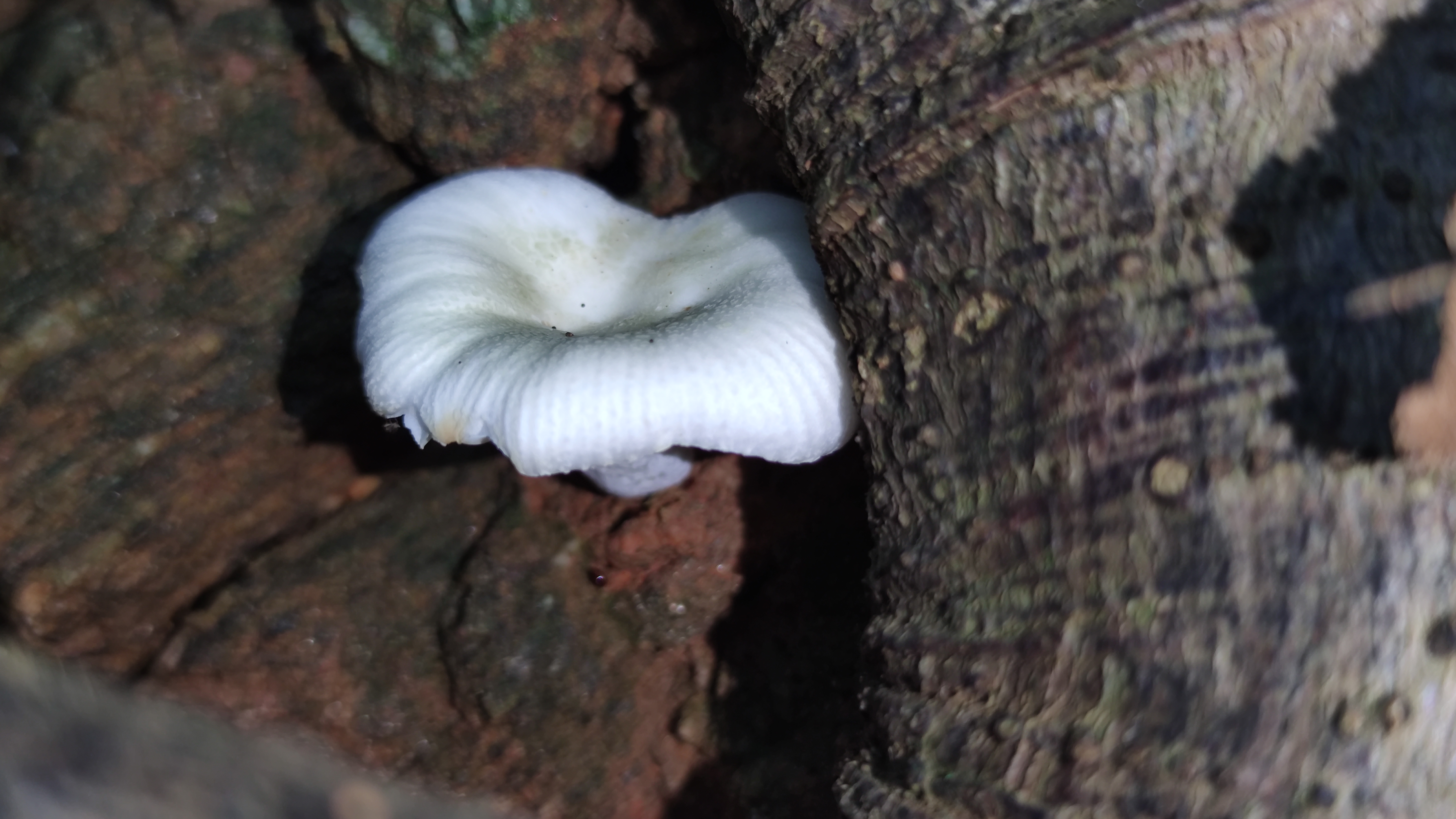 白灰红菇