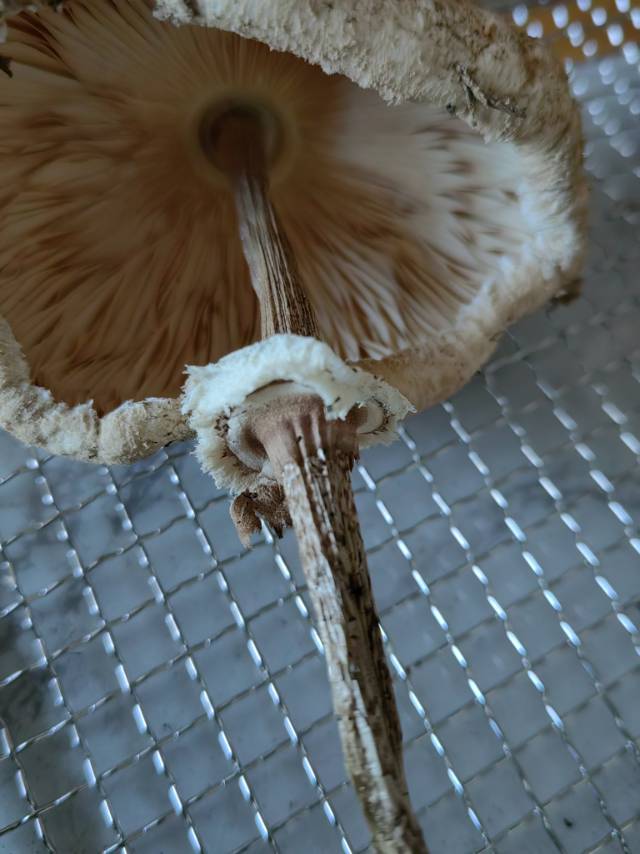 大环柄菇