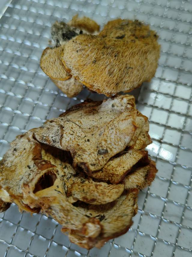 卷须猴头菌