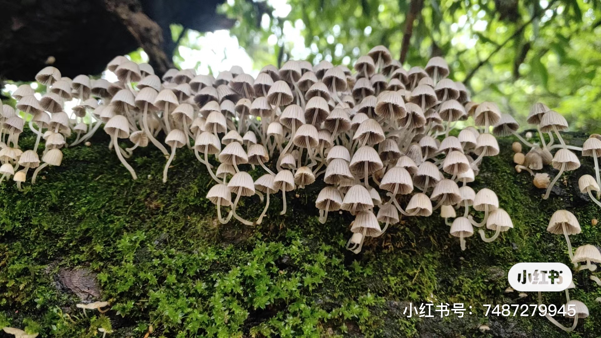 玉兰小鬼伞