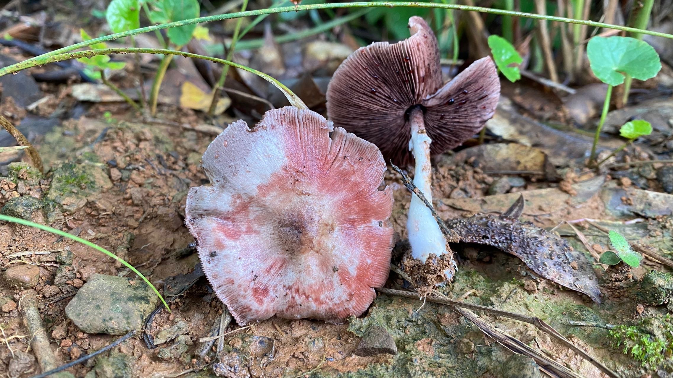 曼稿蘑菇