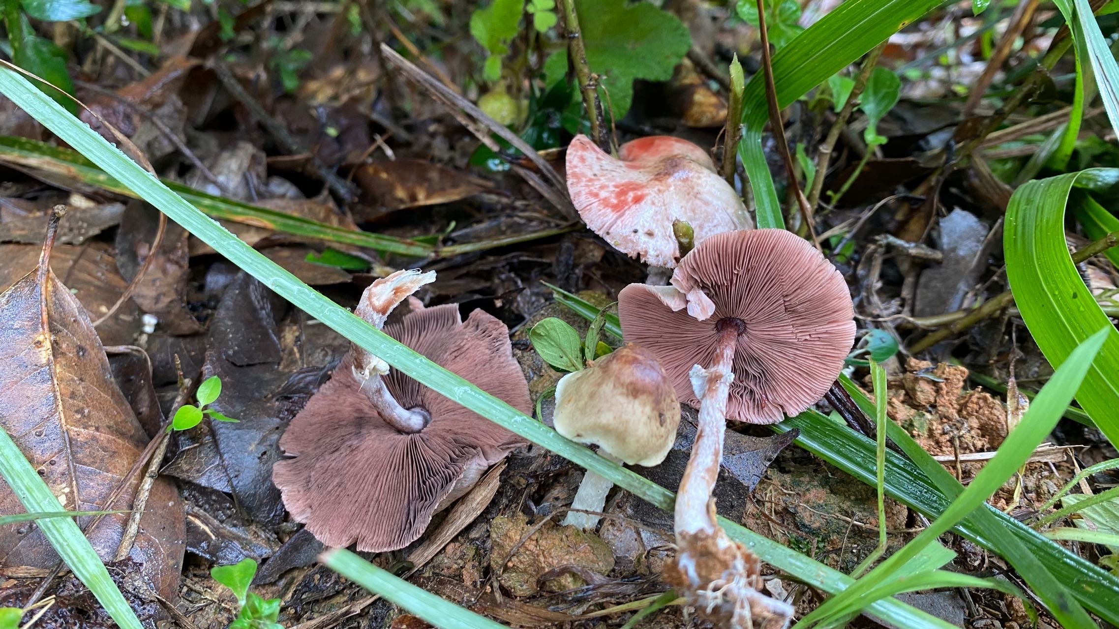 曼稿蘑菇