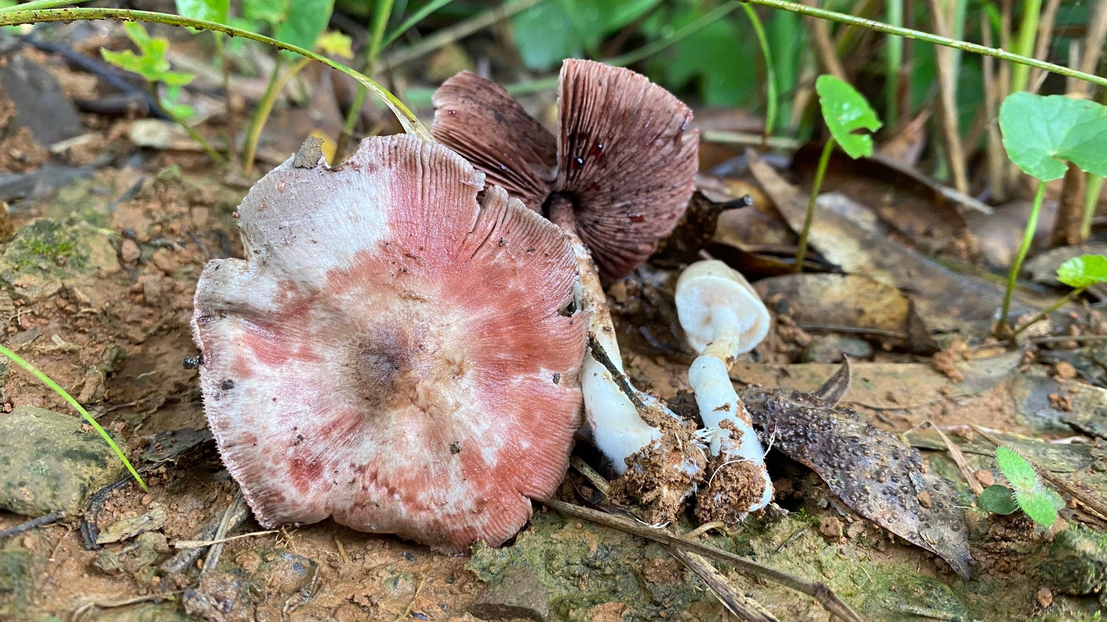 曼稿蘑菇