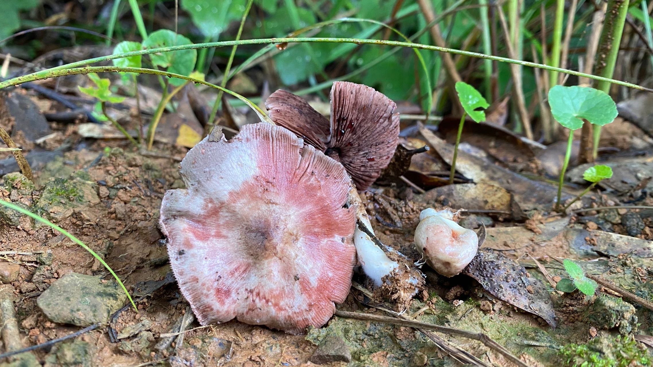 曼稿蘑菇