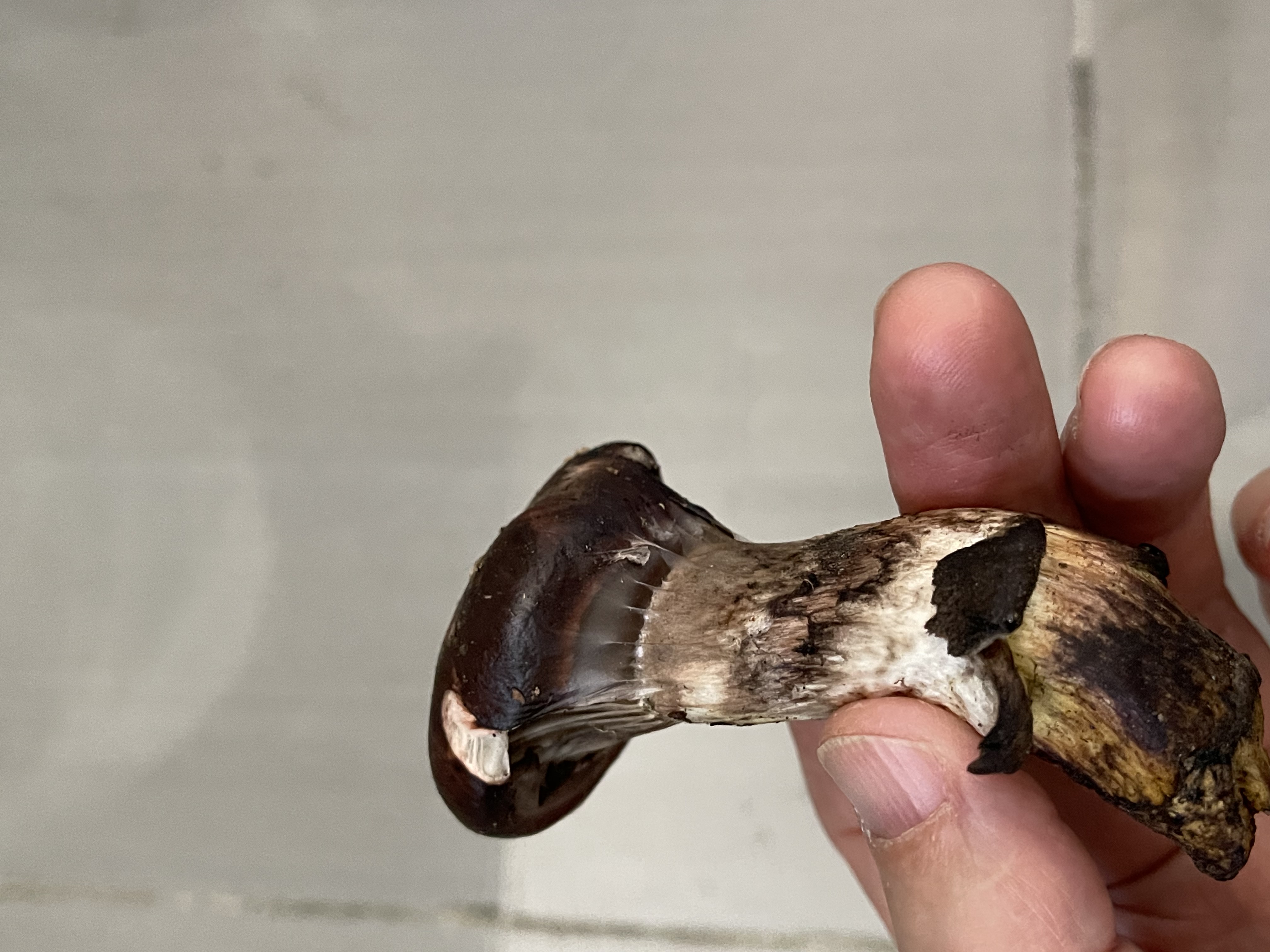 粘铆钉菇