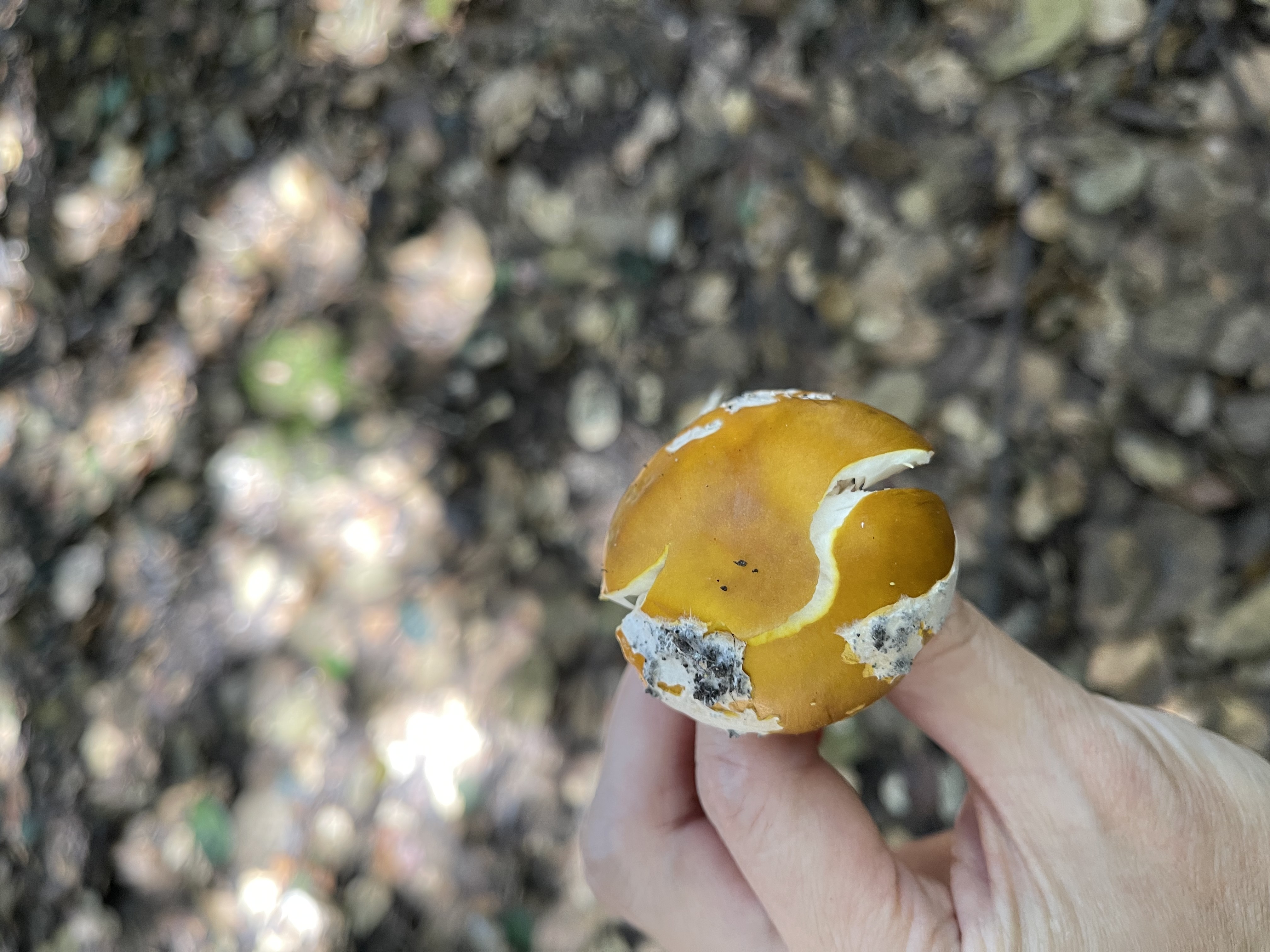 标本照片