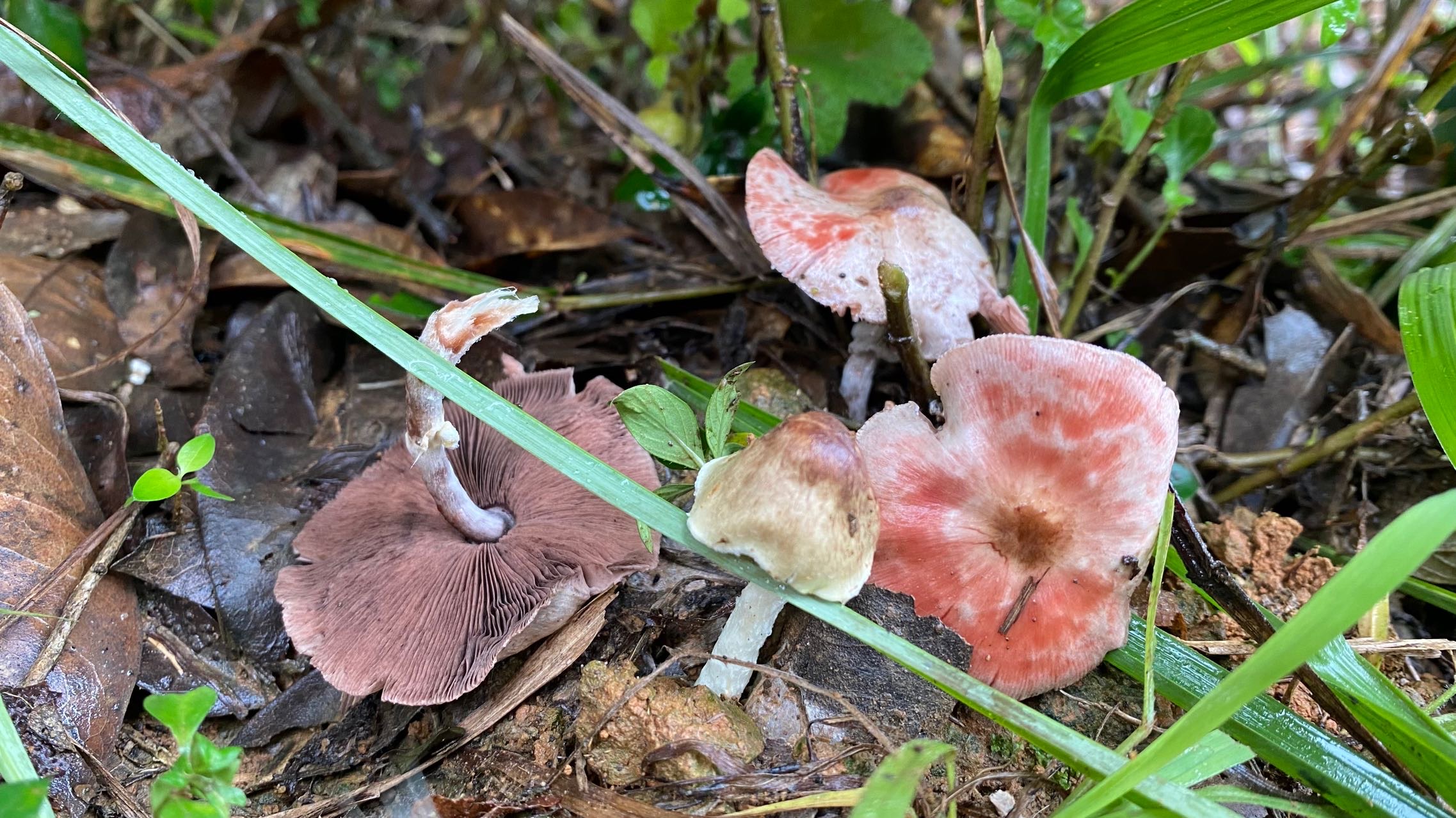 曼稿蘑菇