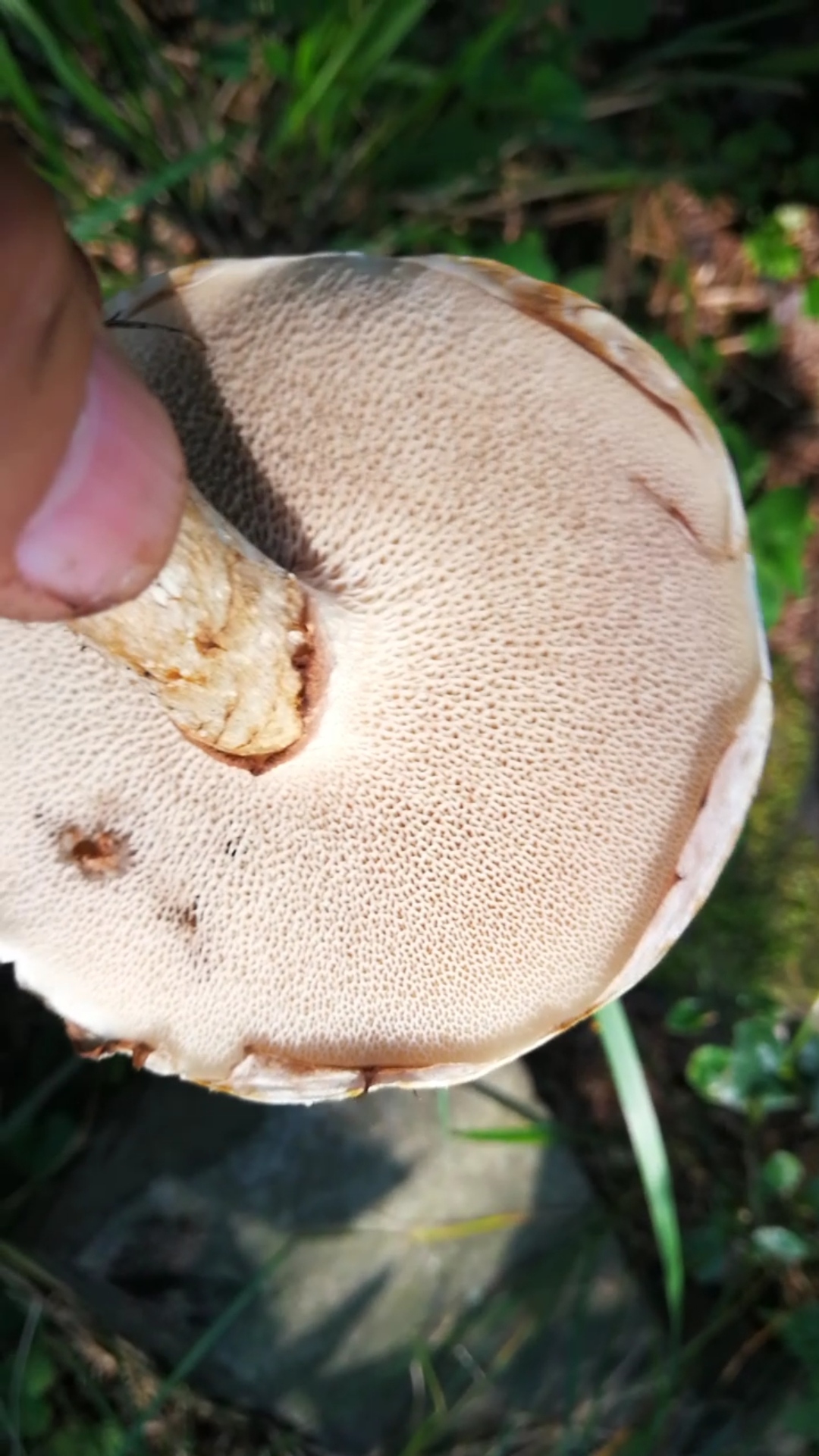 灰乳牛肝菌