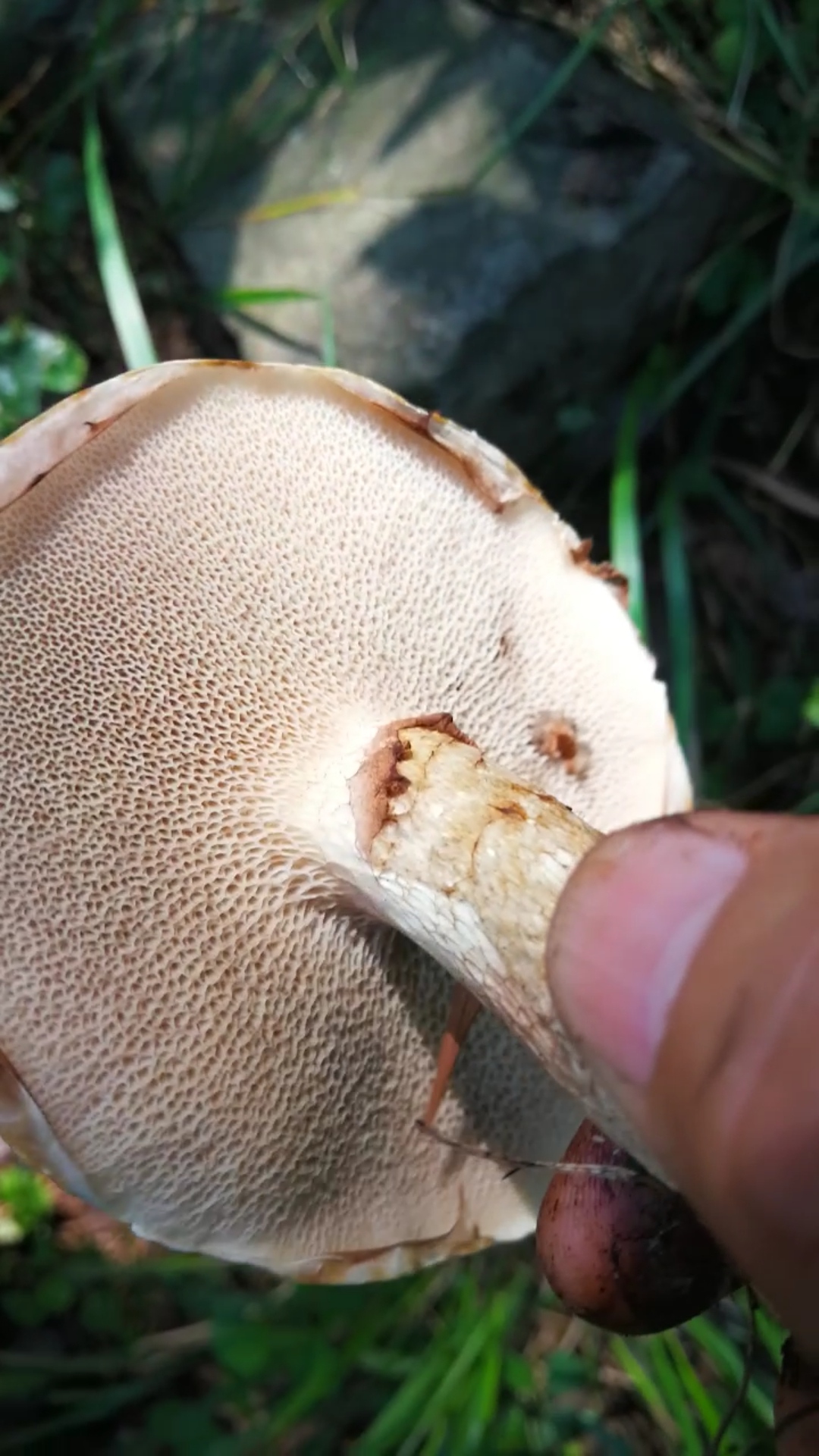 灰乳牛肝菌