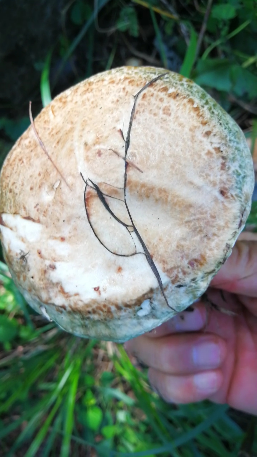 灰乳牛肝菌