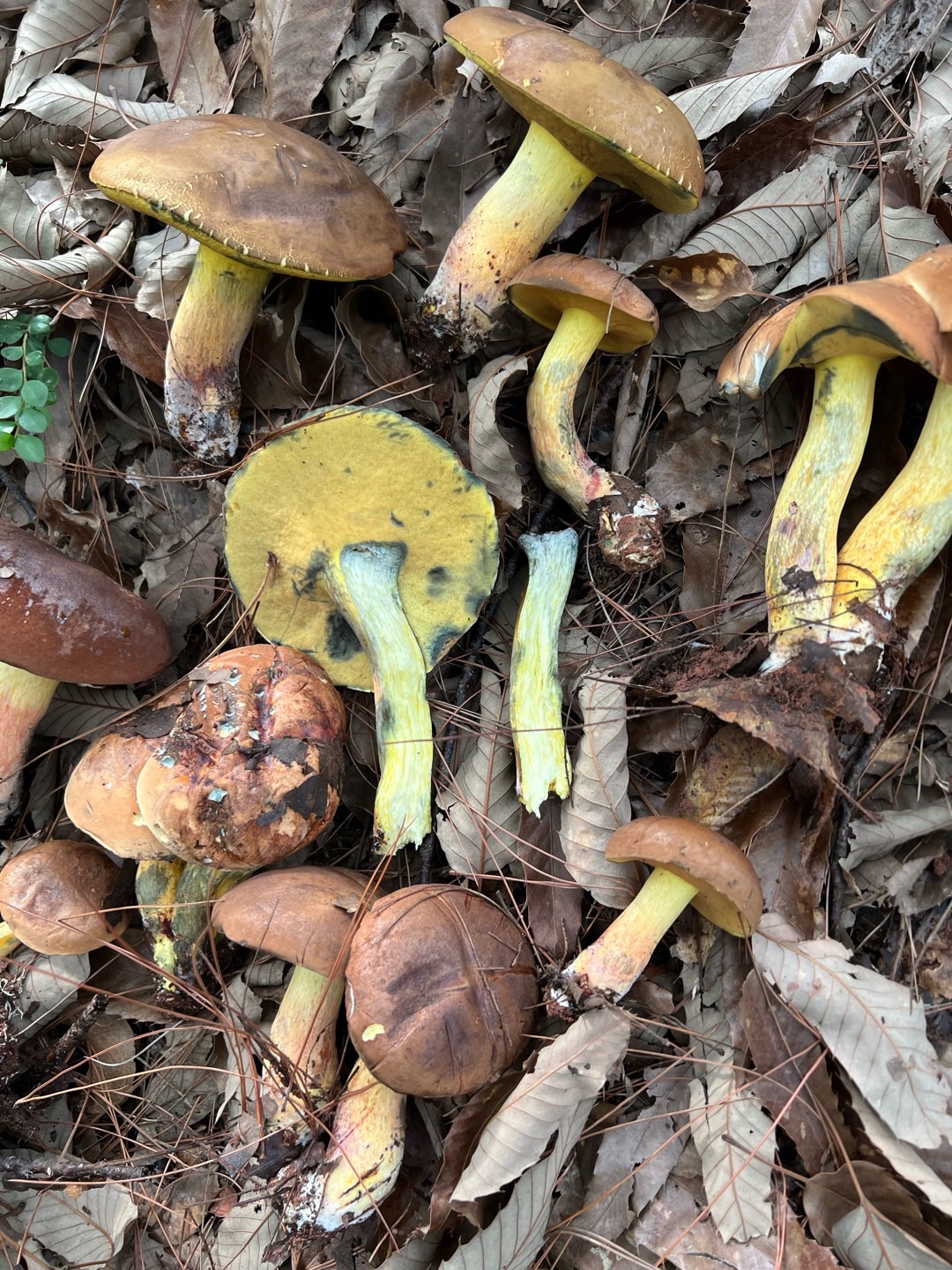窄孢兰茂牛肝菌