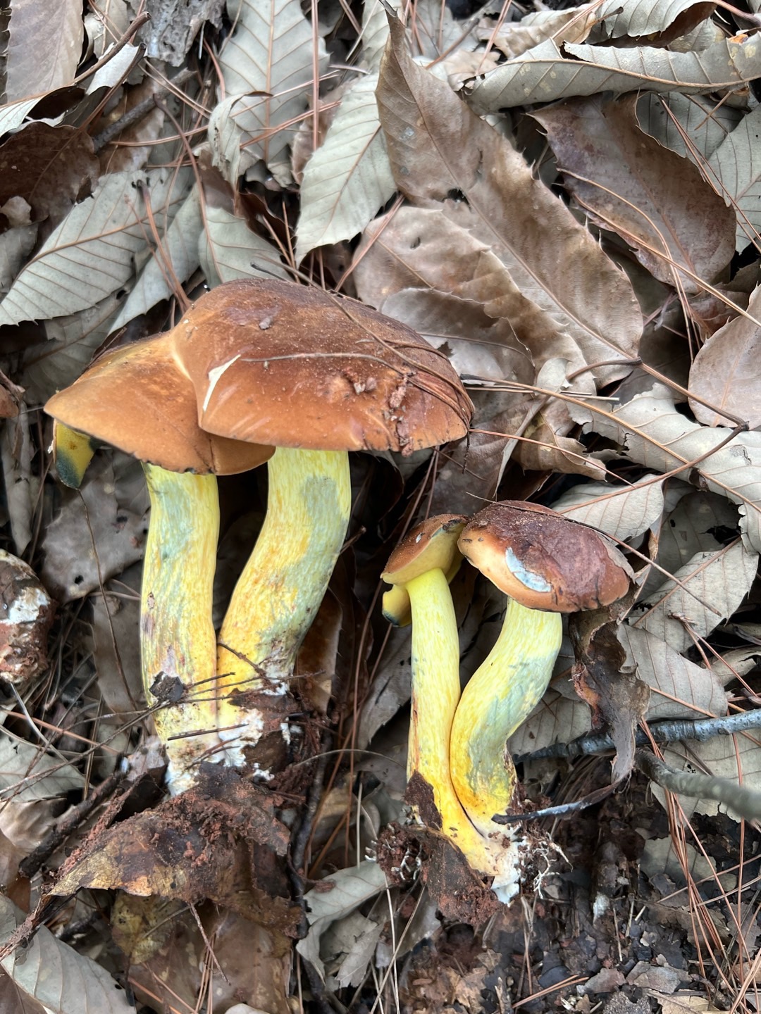 窄孢兰茂牛肝菌