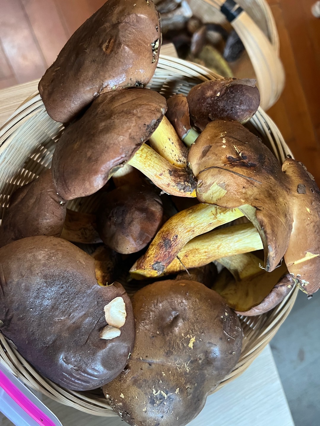窄孢兰茂牛肝菌