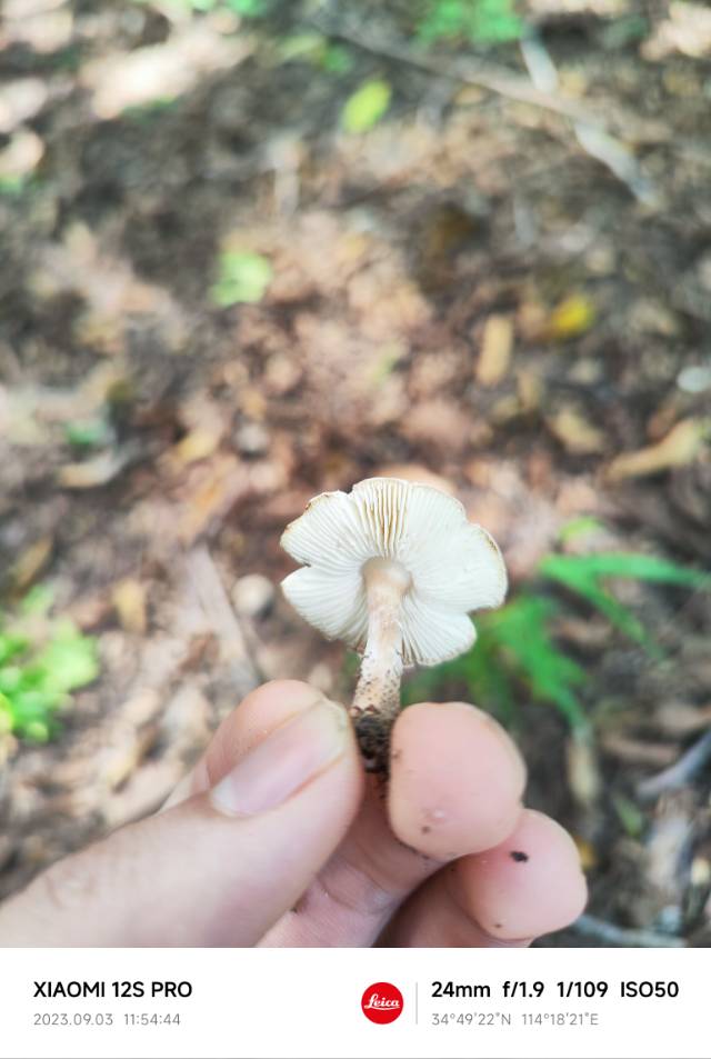 标本照片