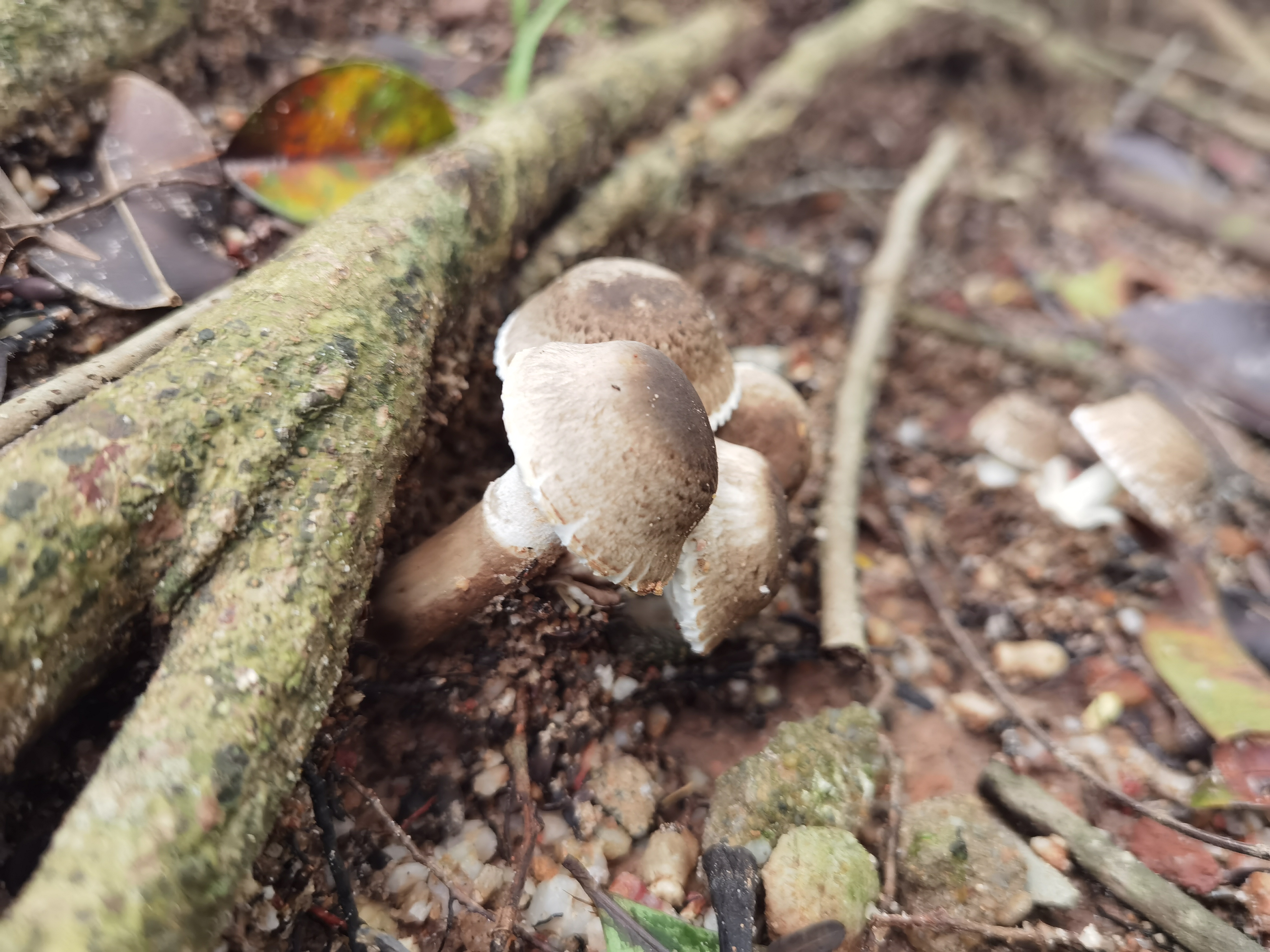 蘑菇属一种