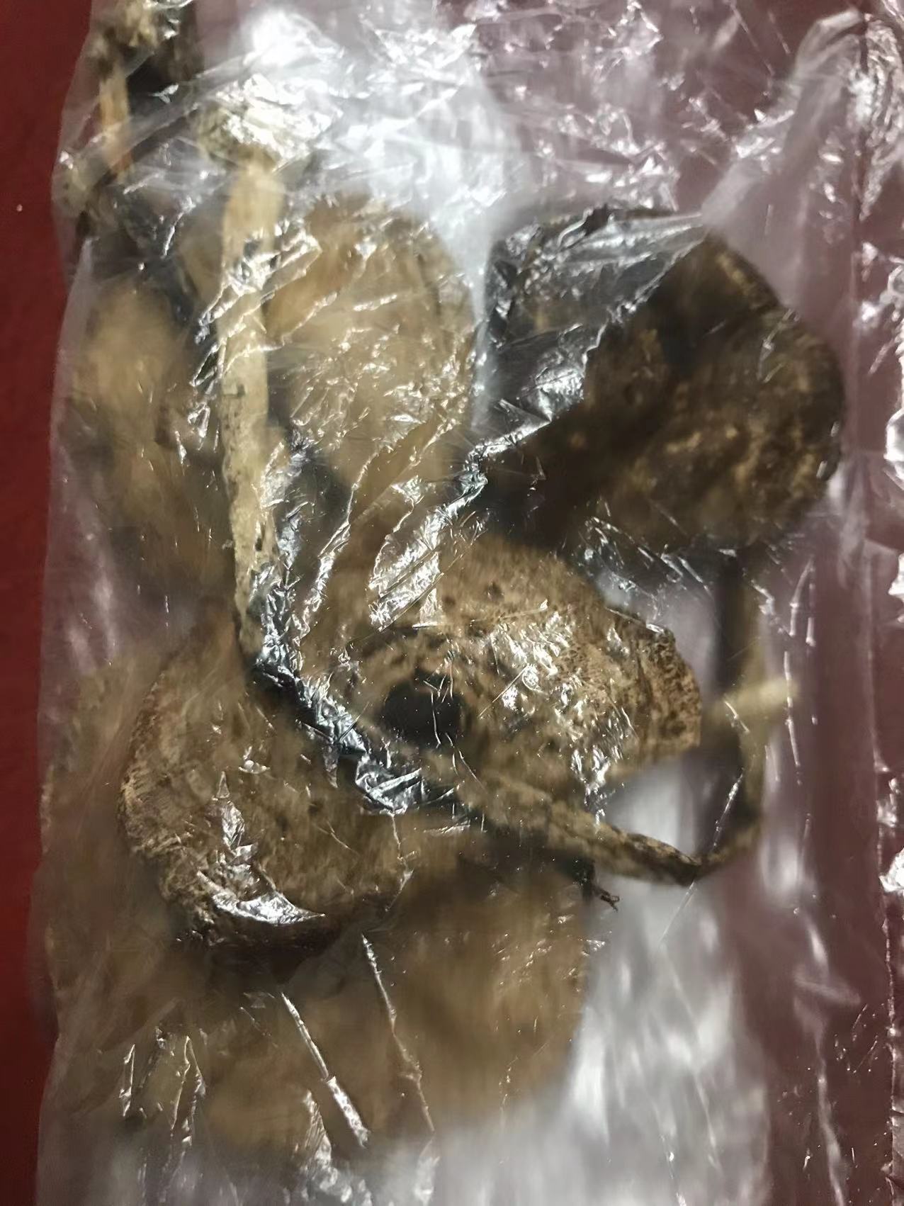 大环柄菇
