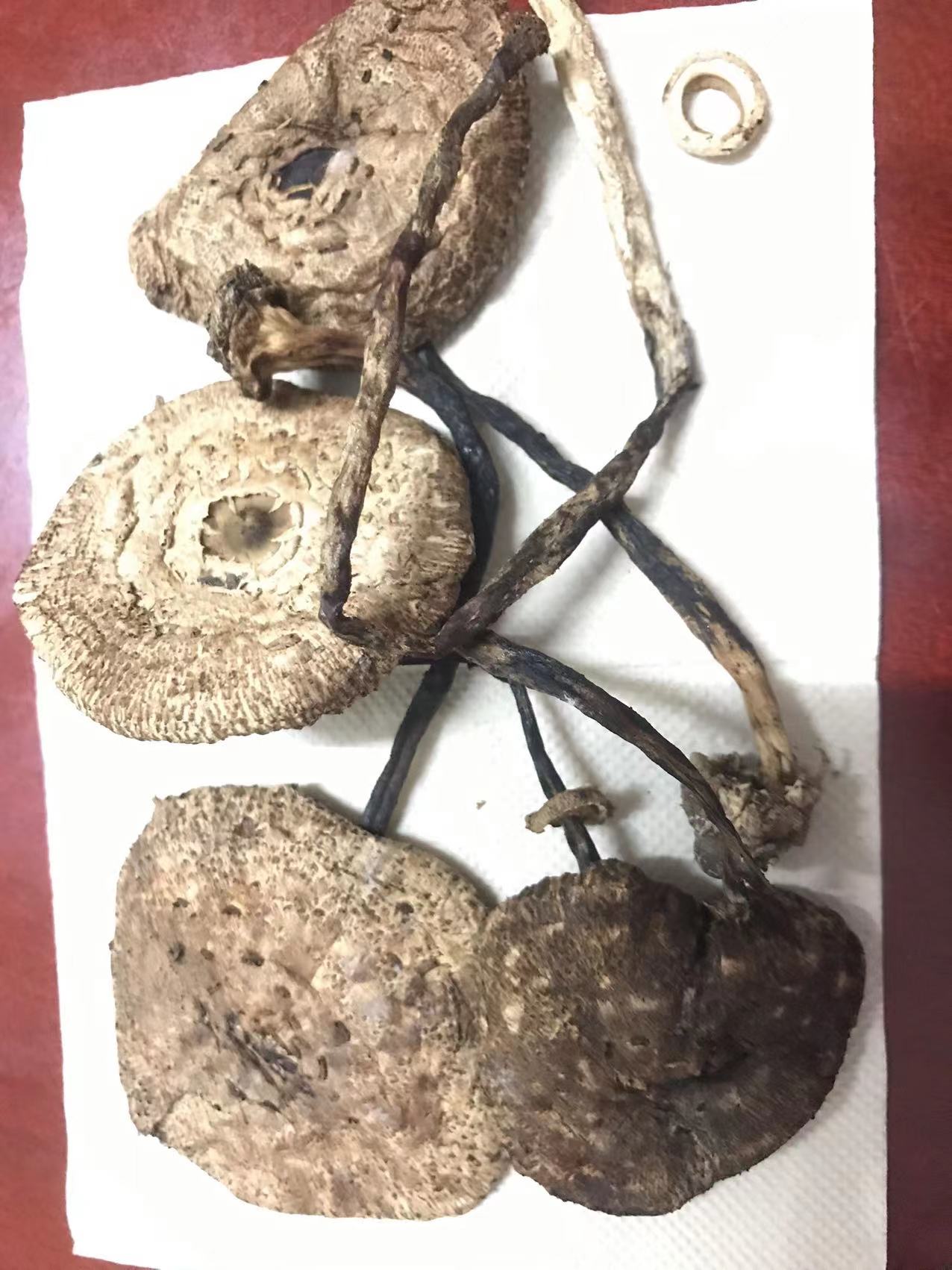 大环柄菇