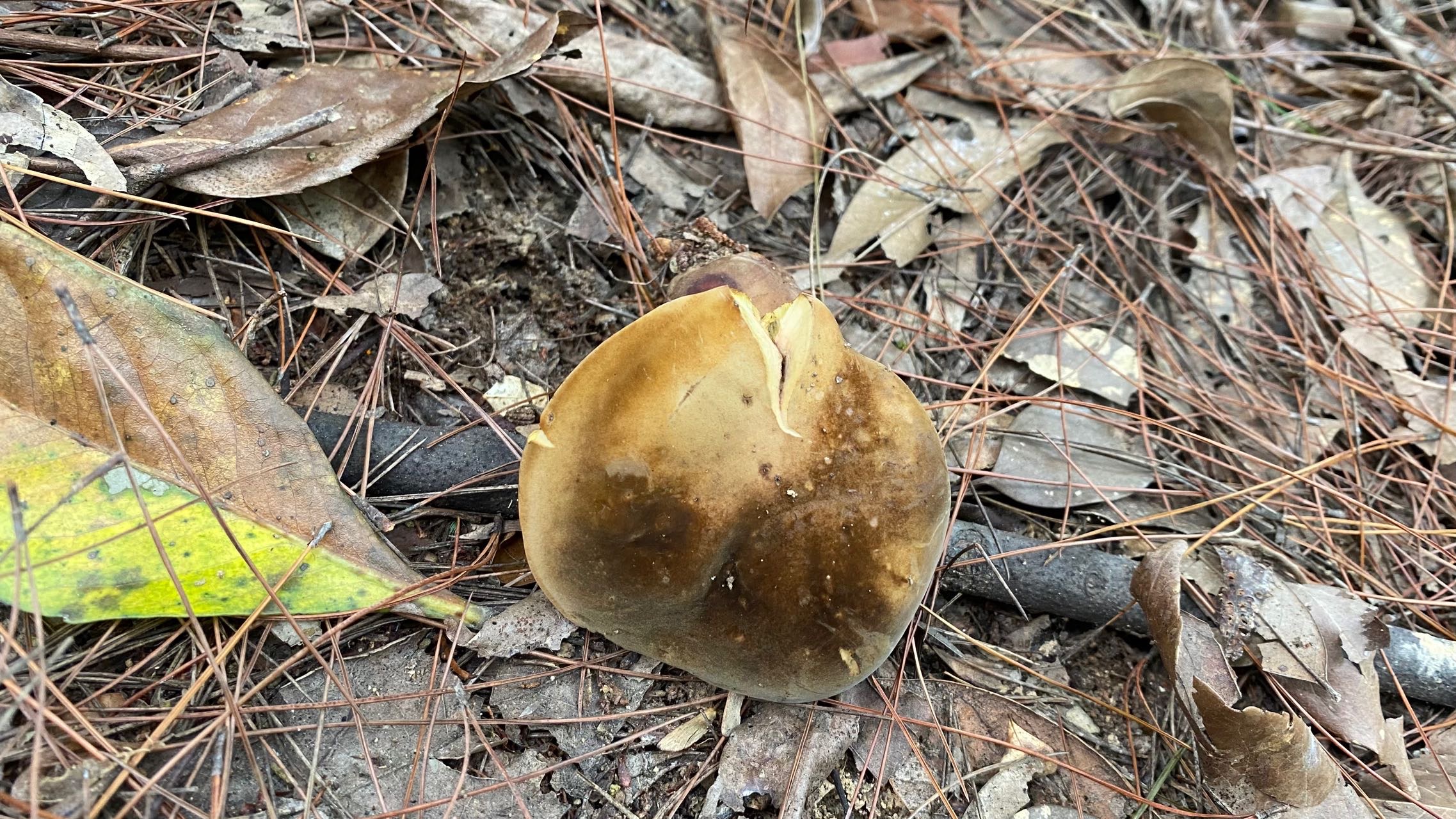 暗褐新牛肝菌