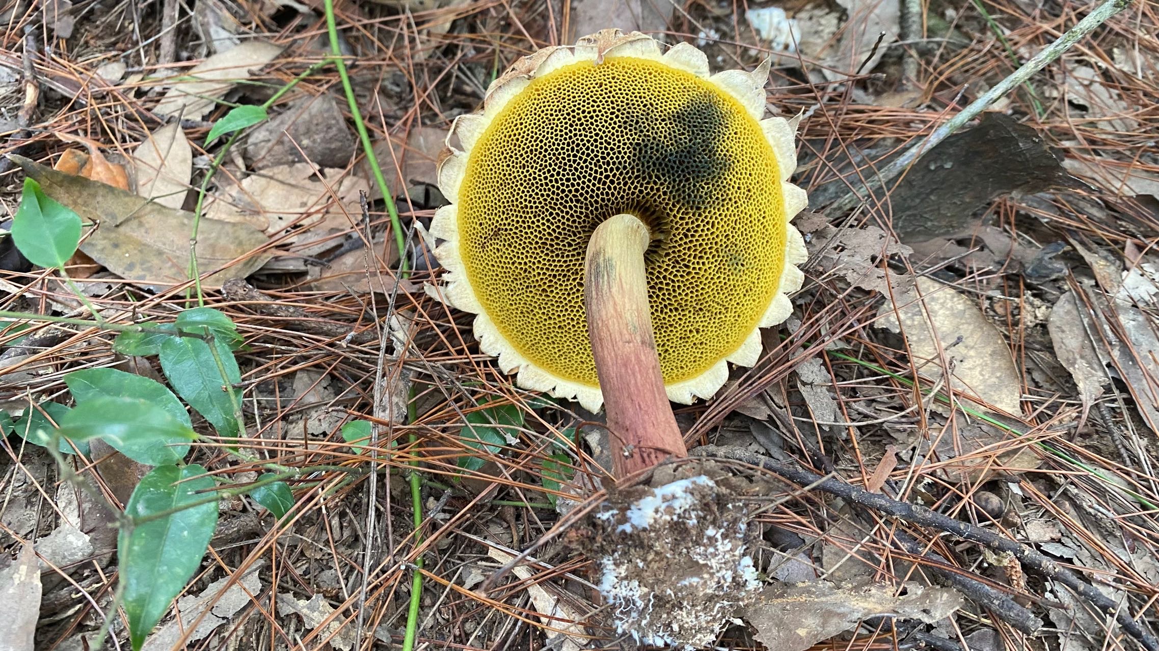 裂皮条孢牛肝菌