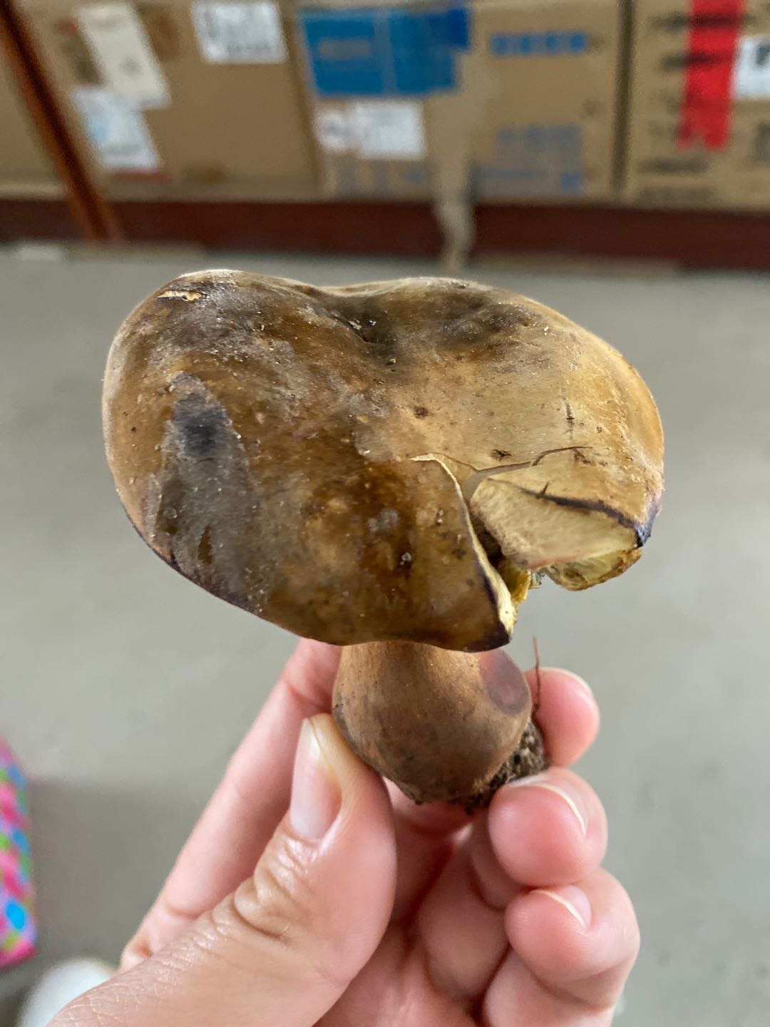 暗褐新牛肝菌