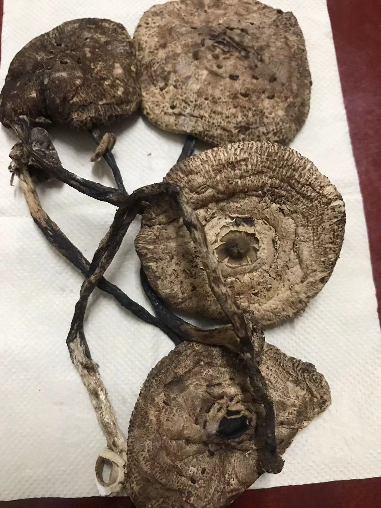 大环柄菇