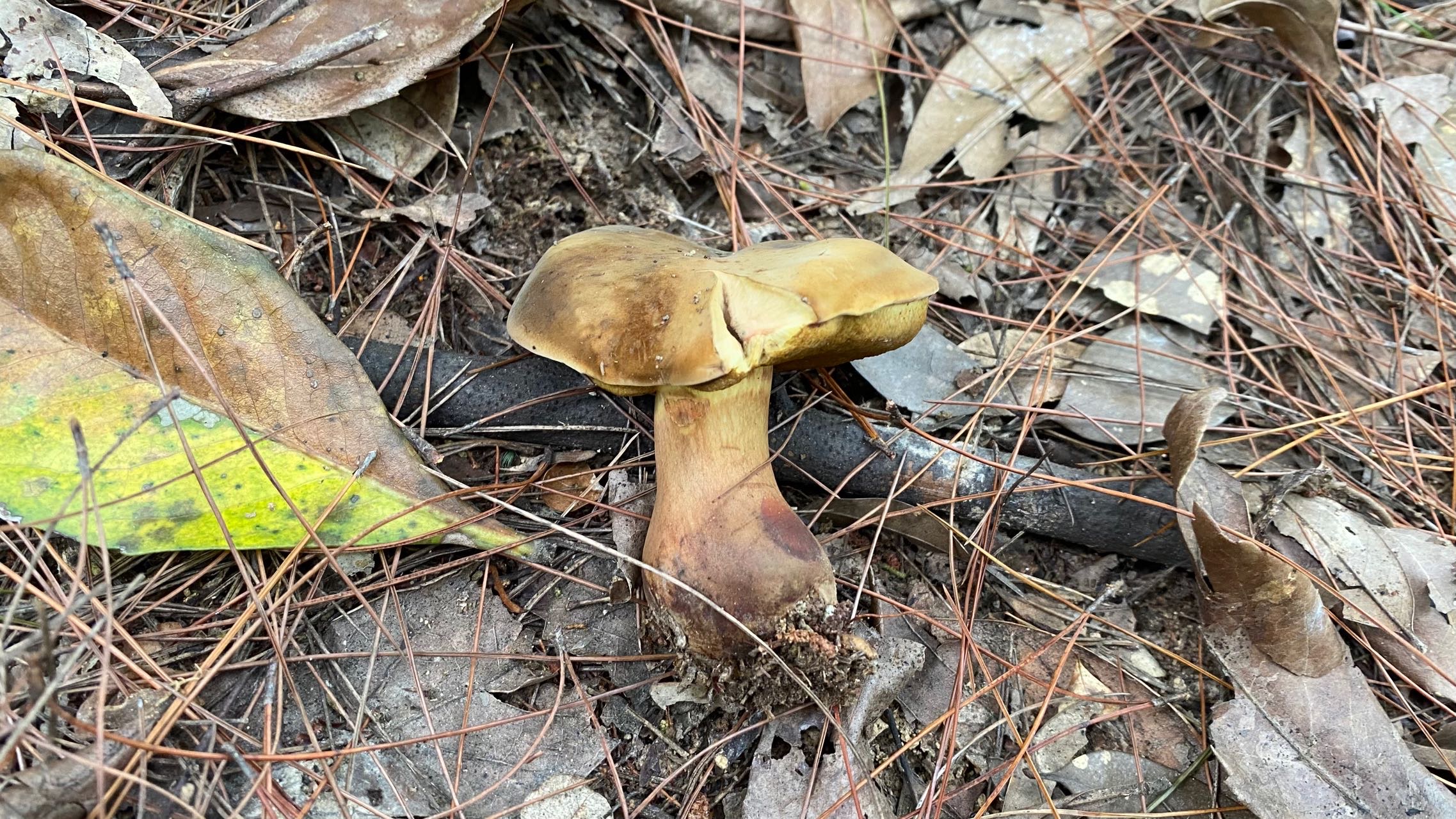 暗褐新牛肝菌
