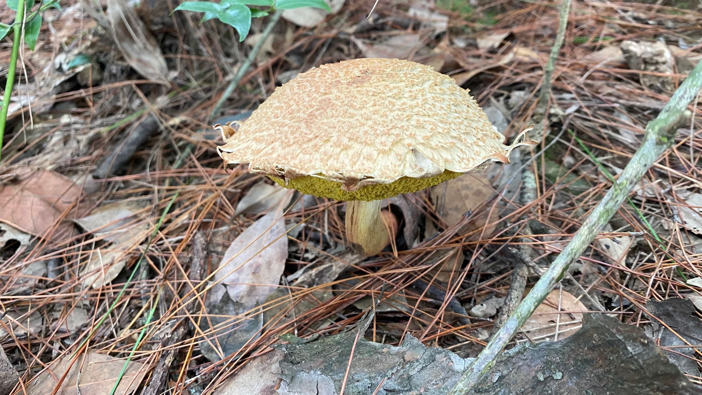 裂皮条孢牛肝菌
