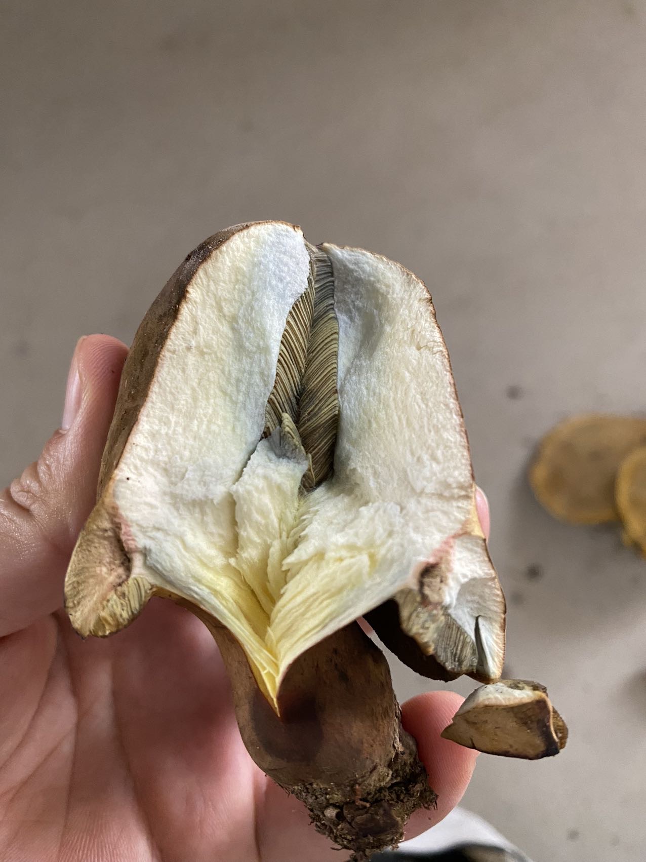 暗褐新牛肝菌