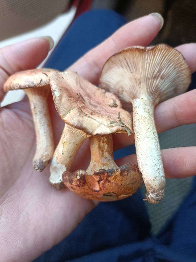 胶鸡油菌