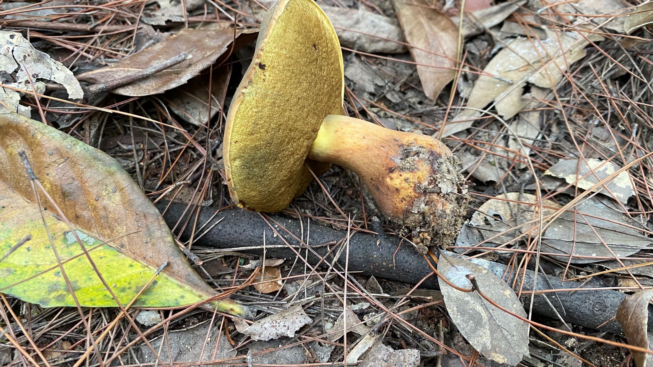 暗褐新牛肝菌
