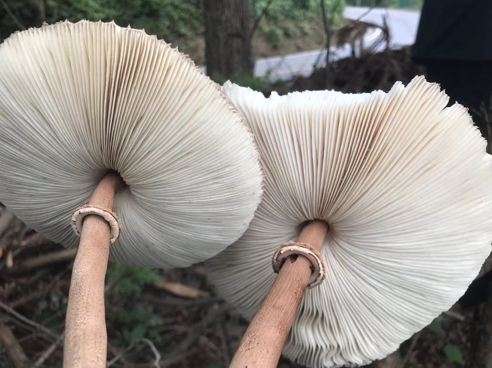 大环柄菇