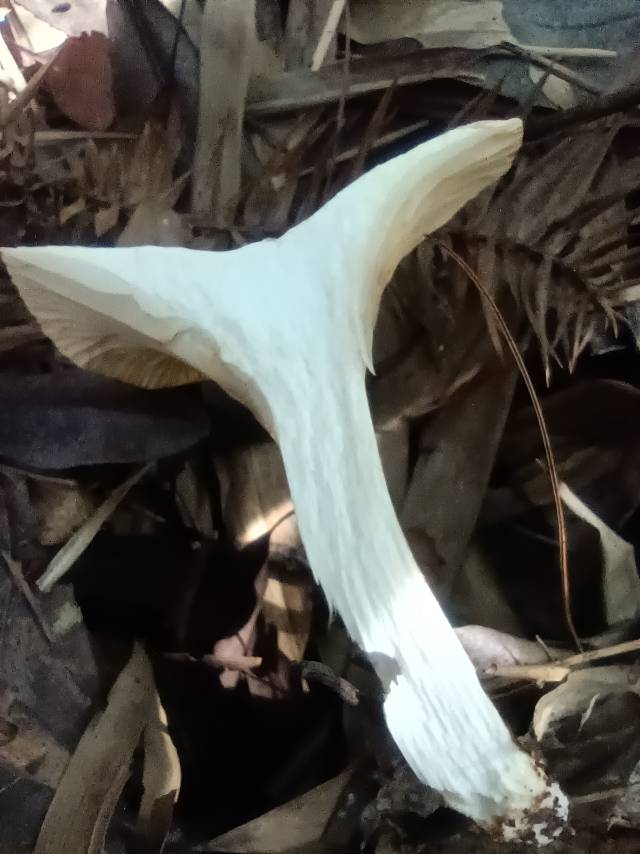 胶鸡油菌