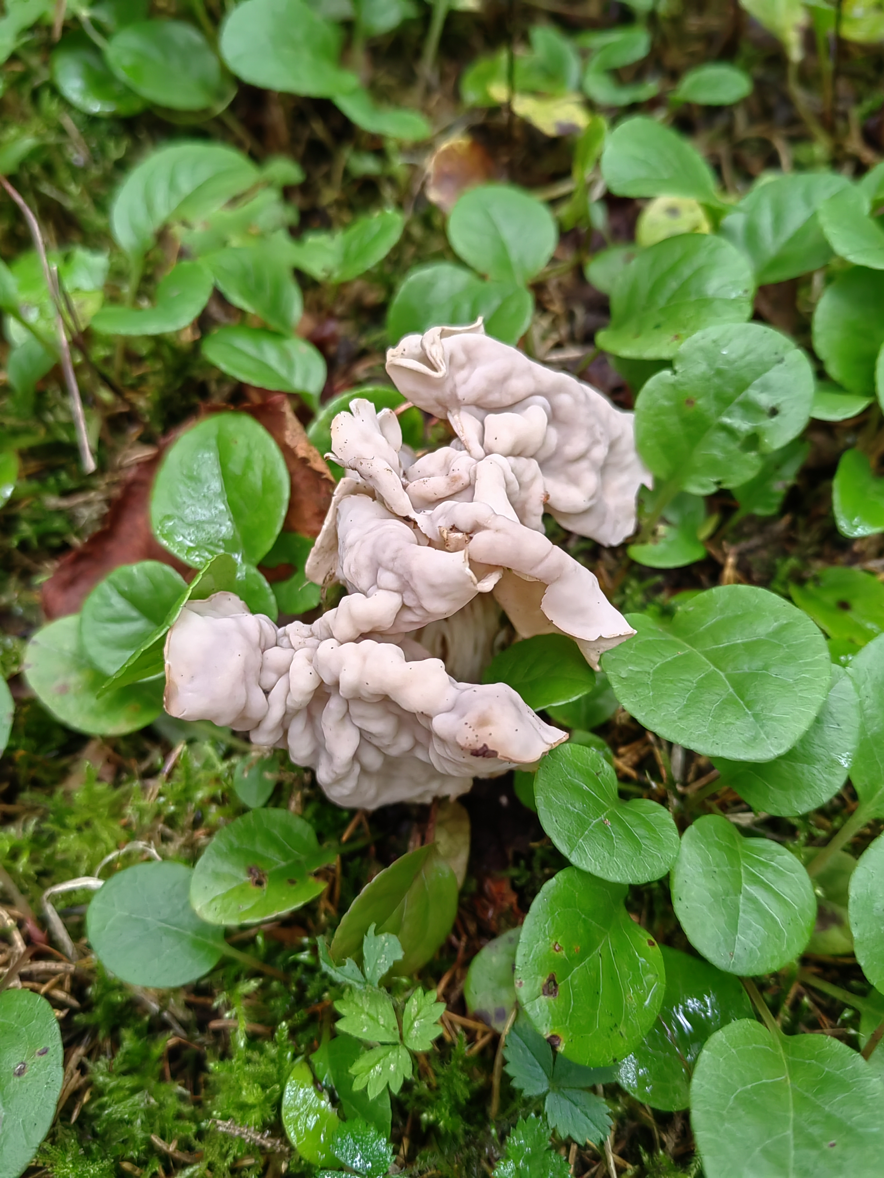 马鞍菌