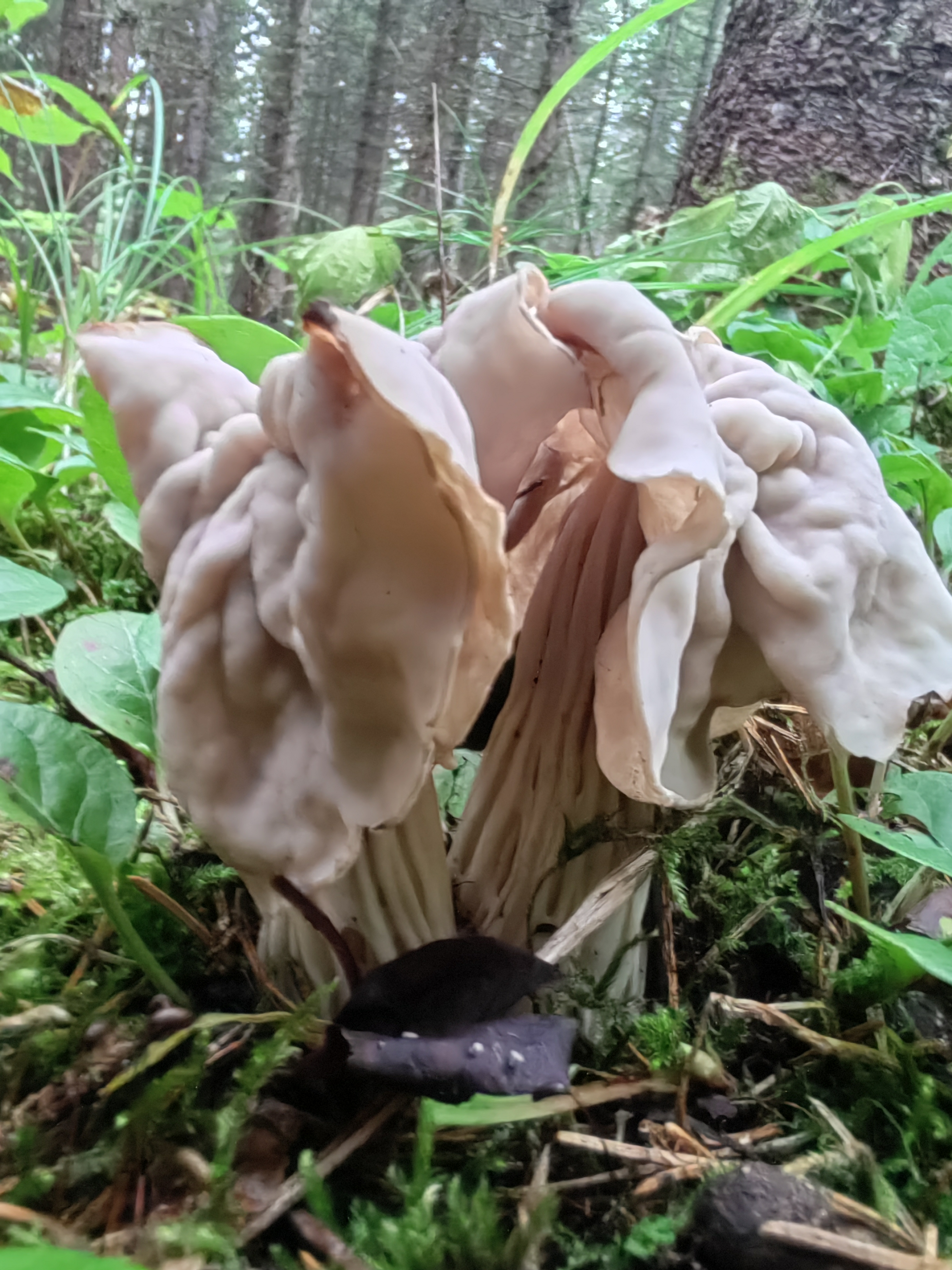 马鞍菌