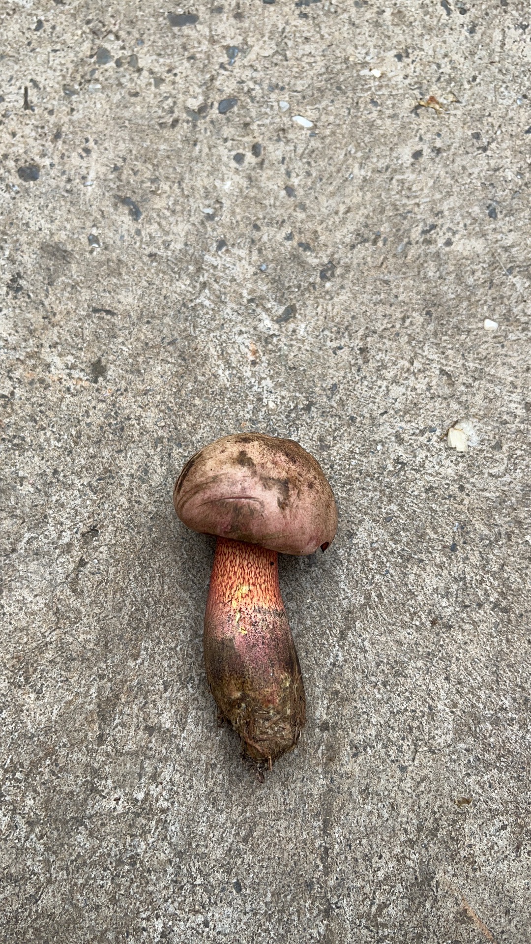 中华红孔牛肝菌